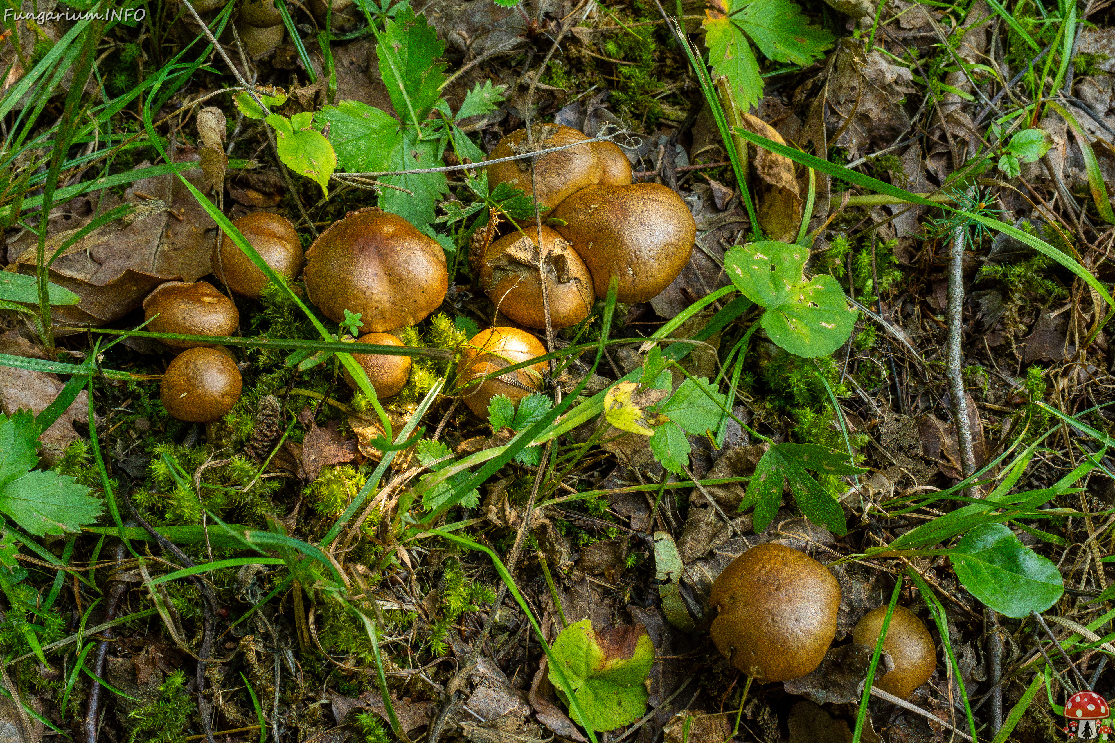 cortinarius-infractus_2-2 