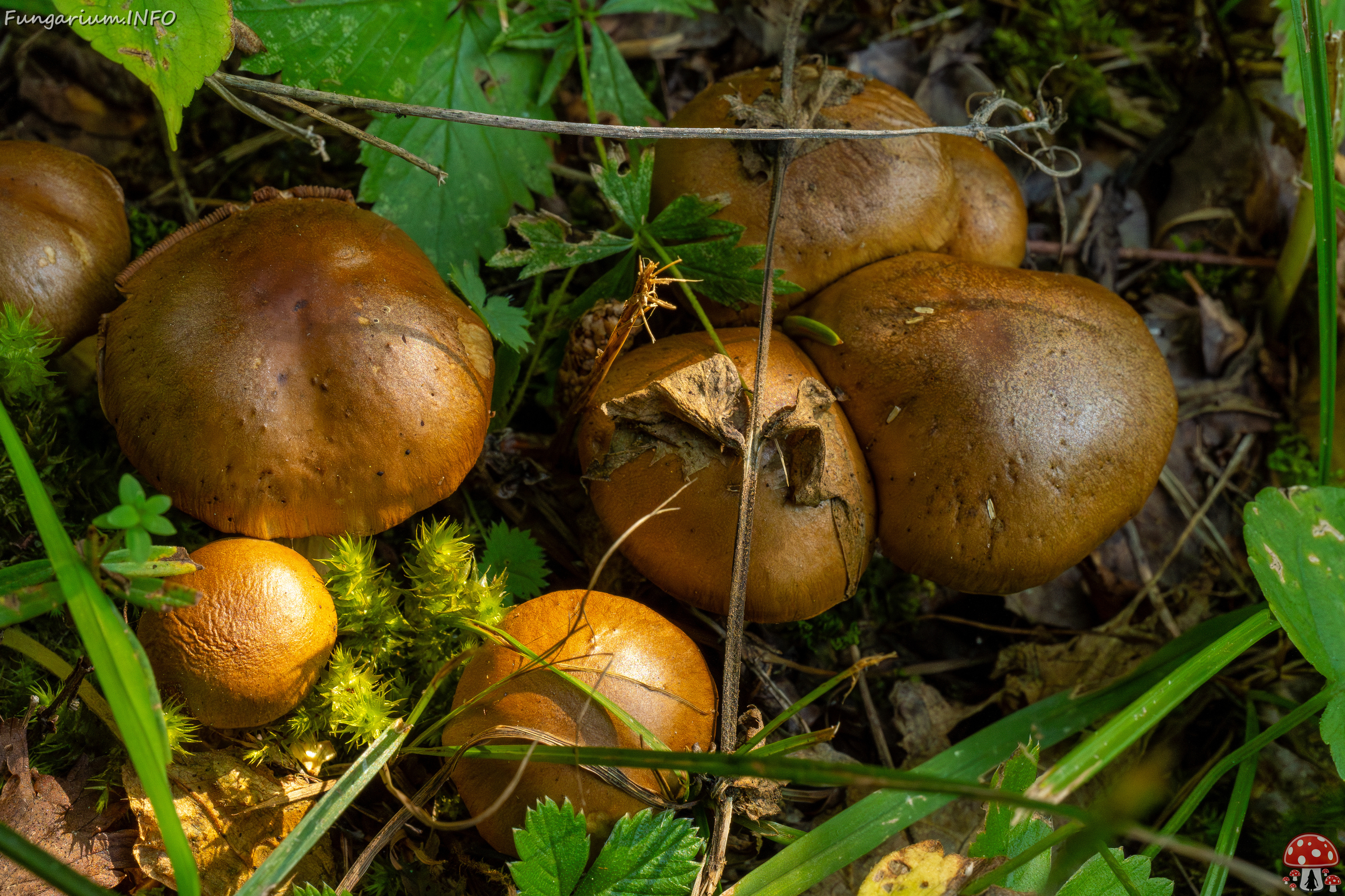 cortinarius-infractus_2-3 