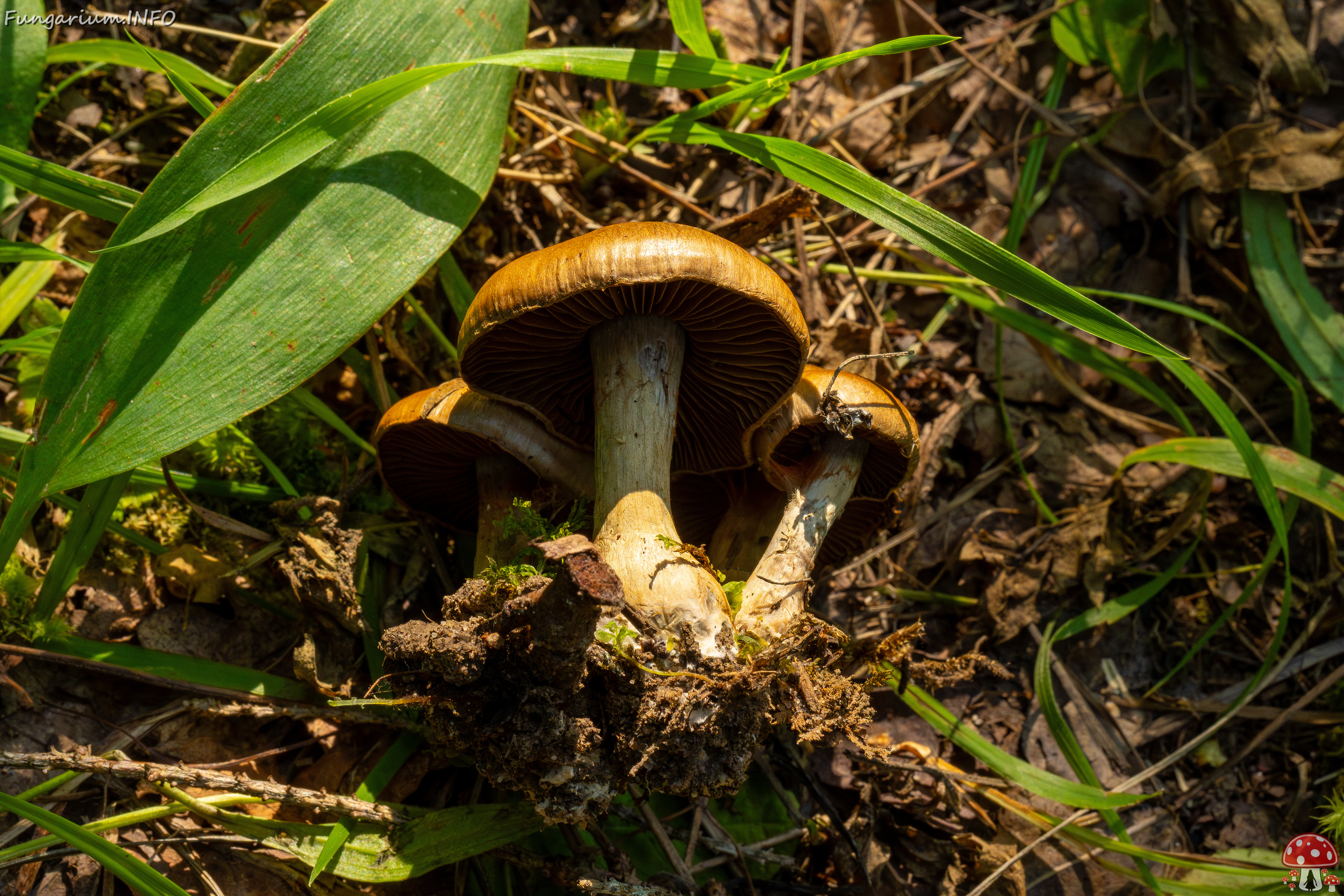 cortinarius-infractus_2-4 