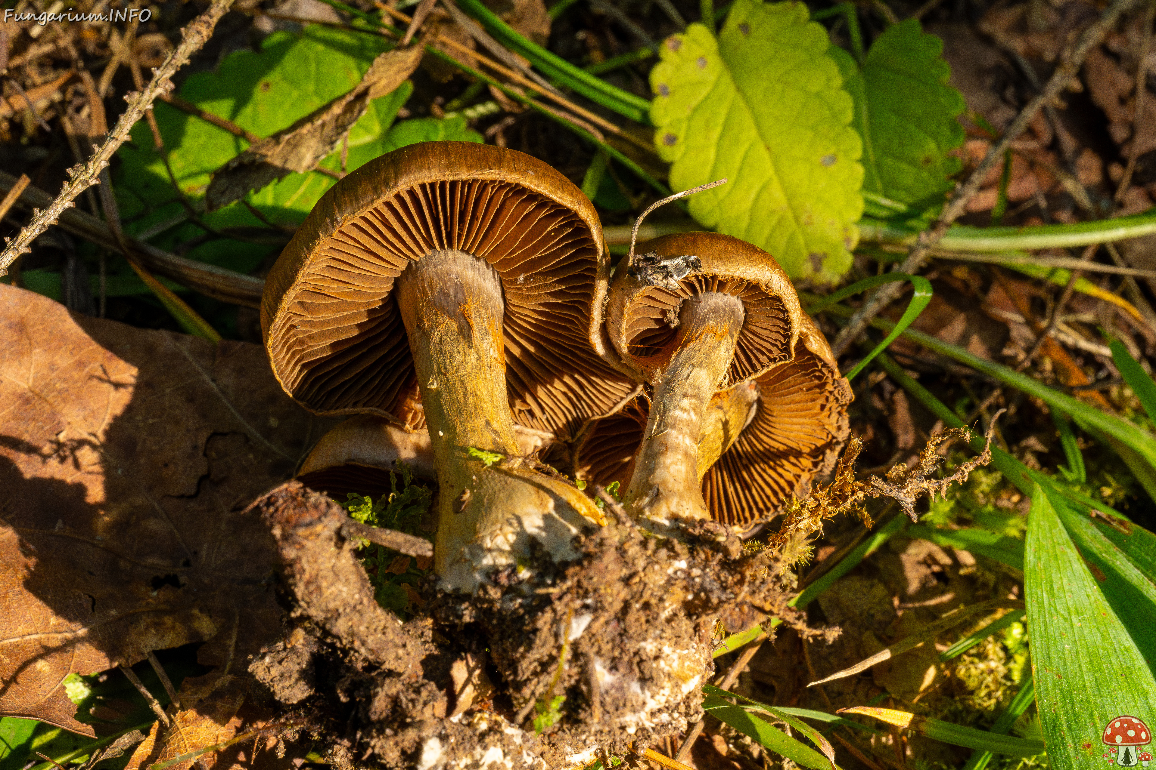 cortinarius-infractus_2-5 