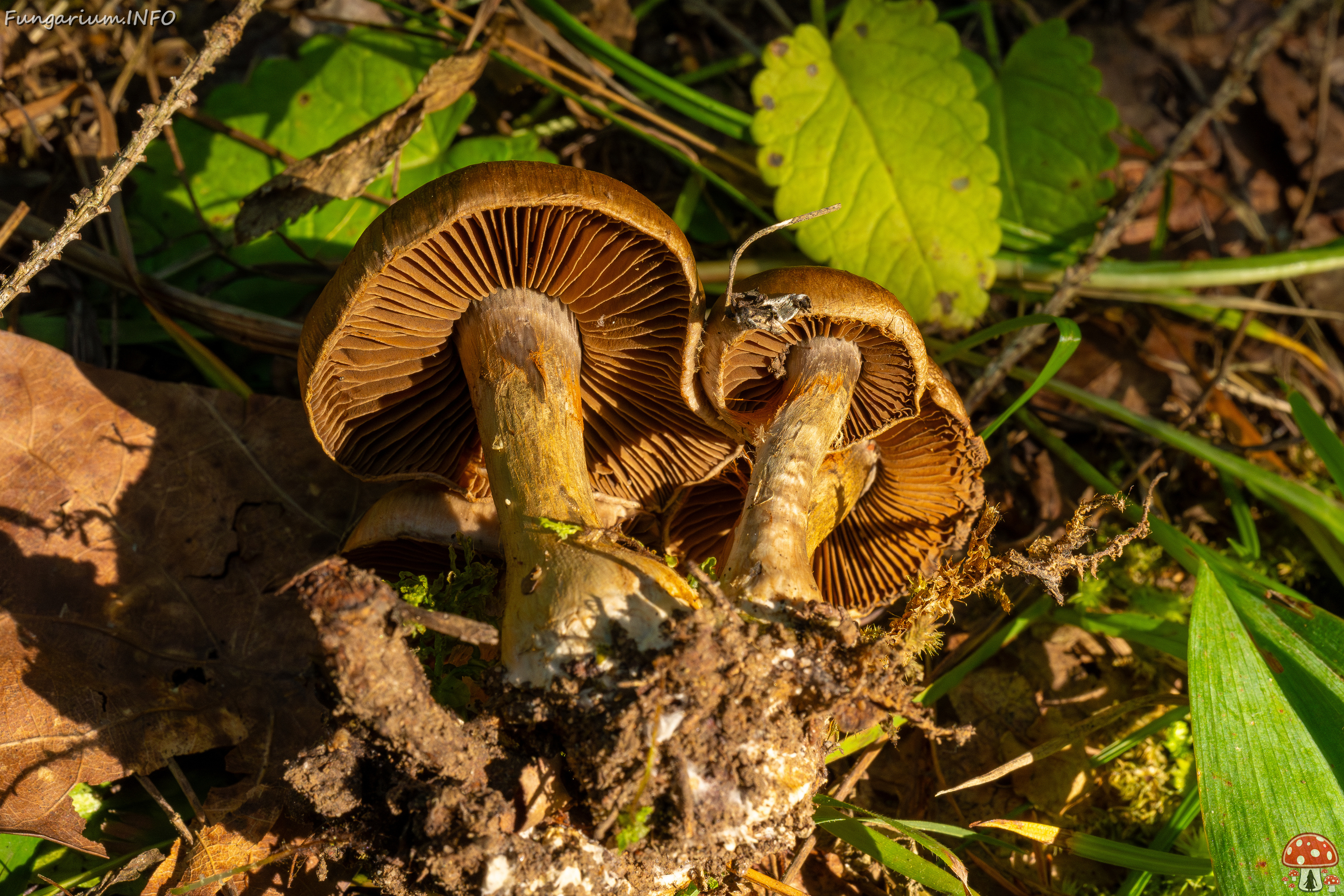 cortinarius-infractus_2-6 