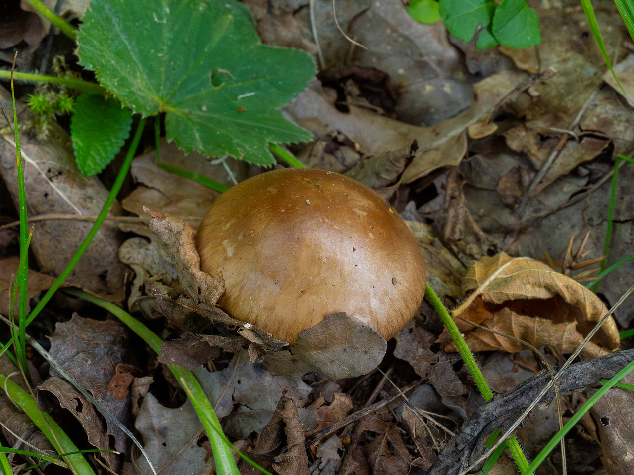 cortinarius-infractus_1-1