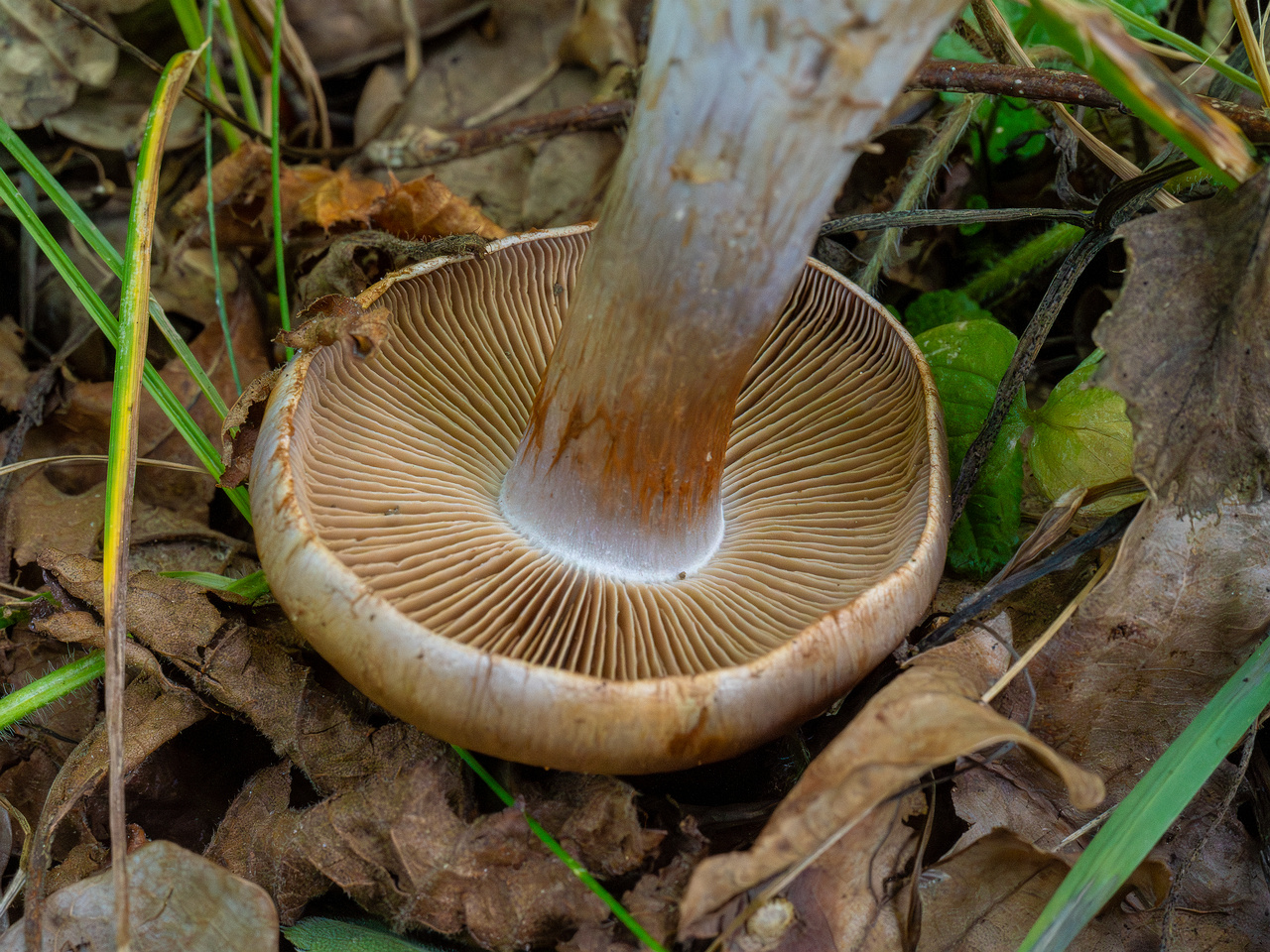 cortinarius-infractus_1-10