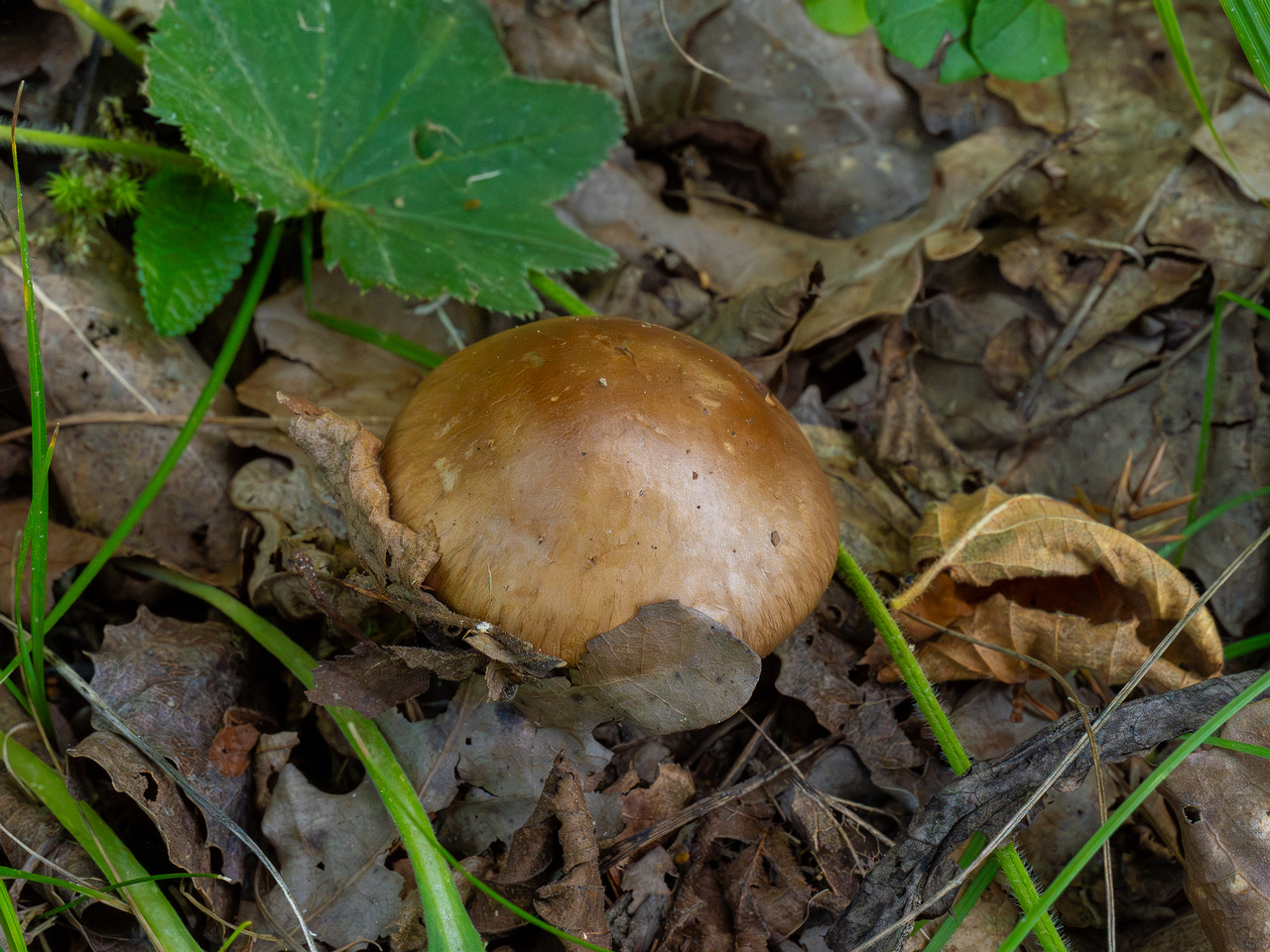 cortinarius-infractus_1-2