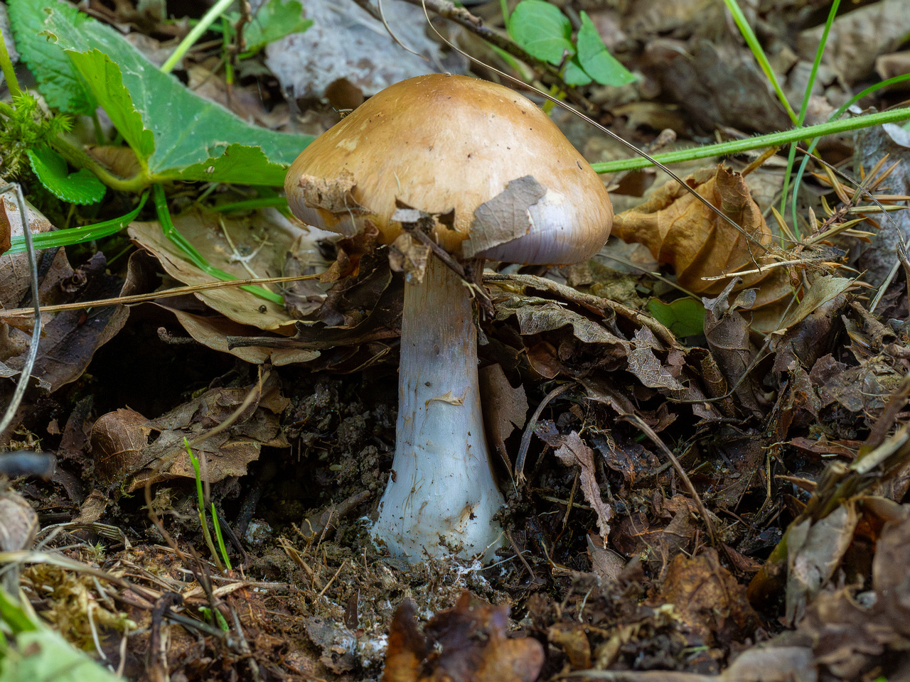 cortinarius-infractus_1-4