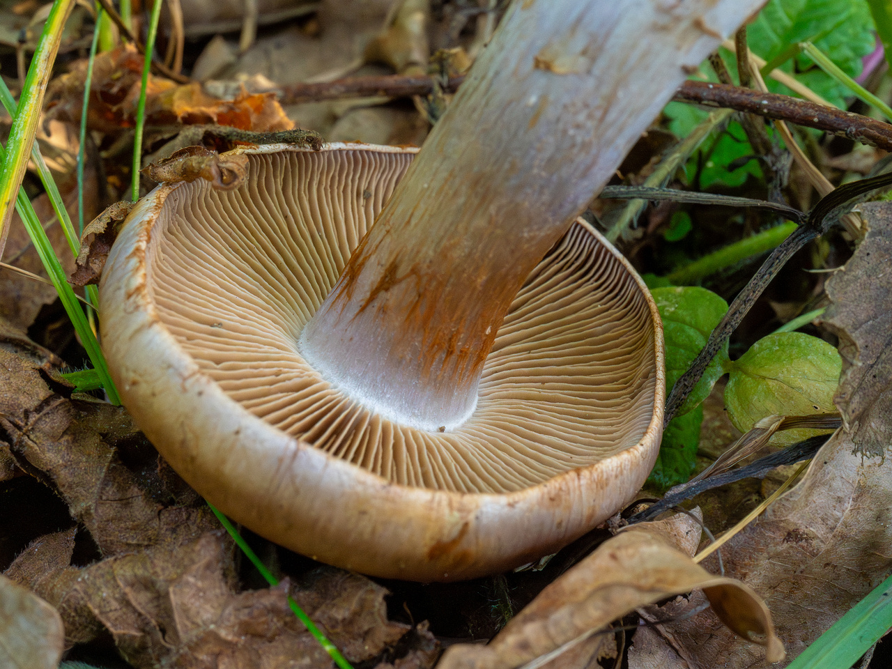 cortinarius-infractus_1-7