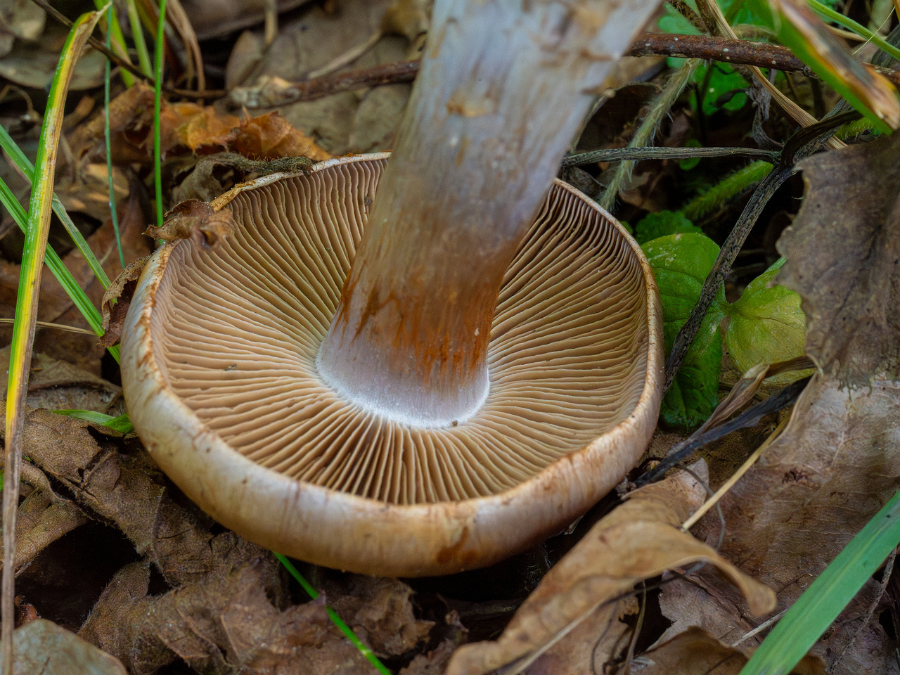 cortinarius-infractus_1-8