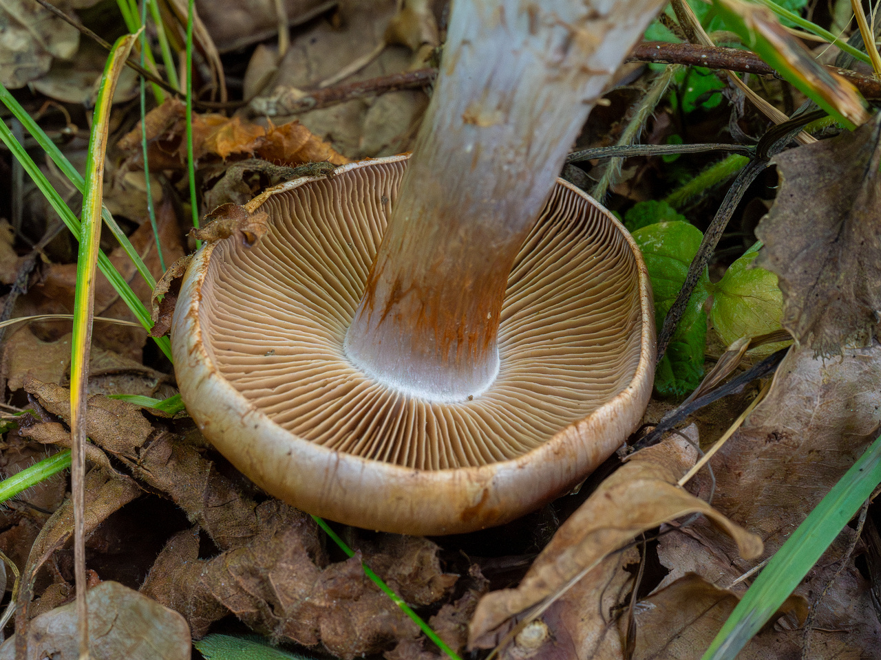 cortinarius-infractus_1-9