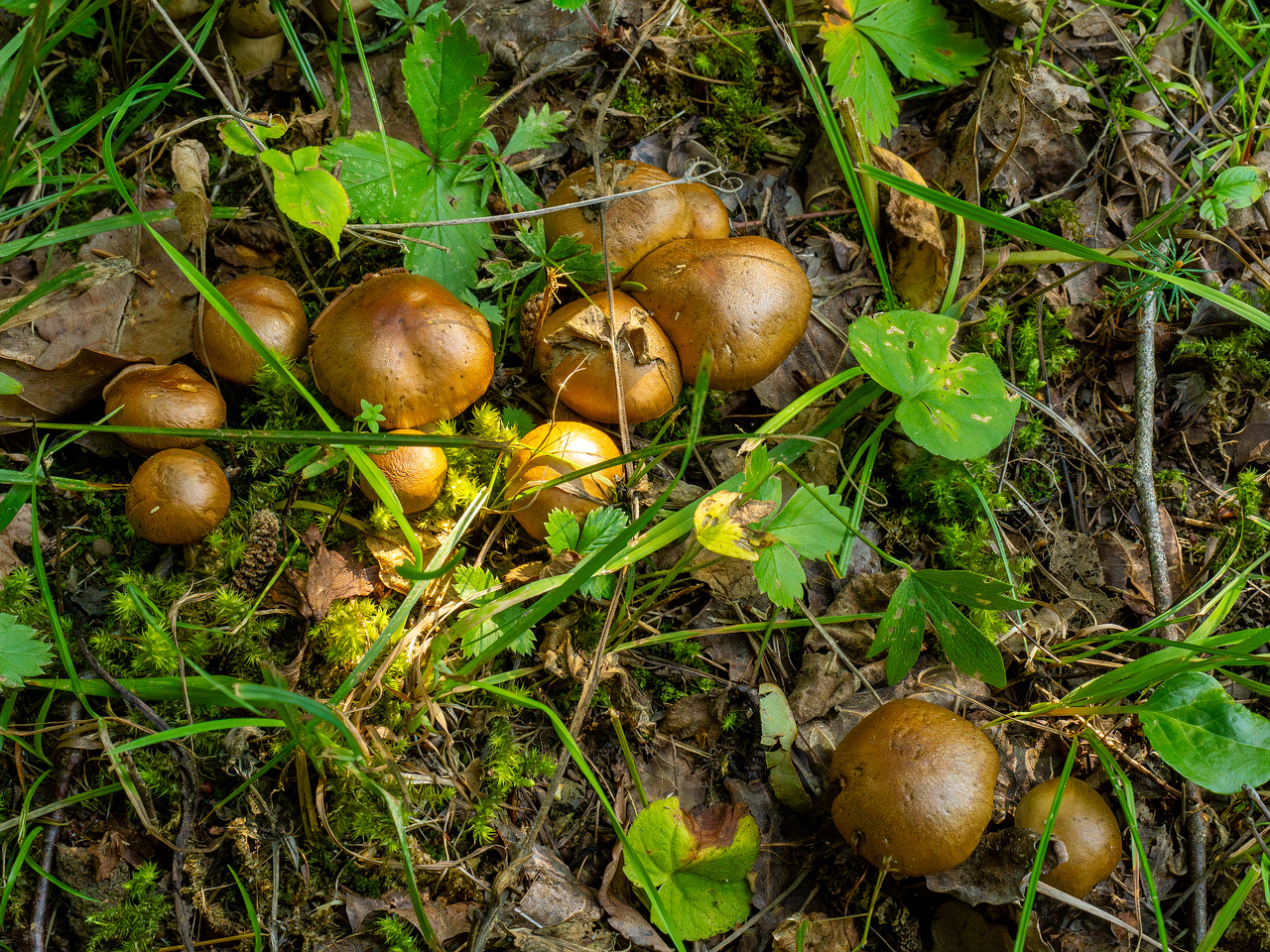 cortinarius-infractus_2-1