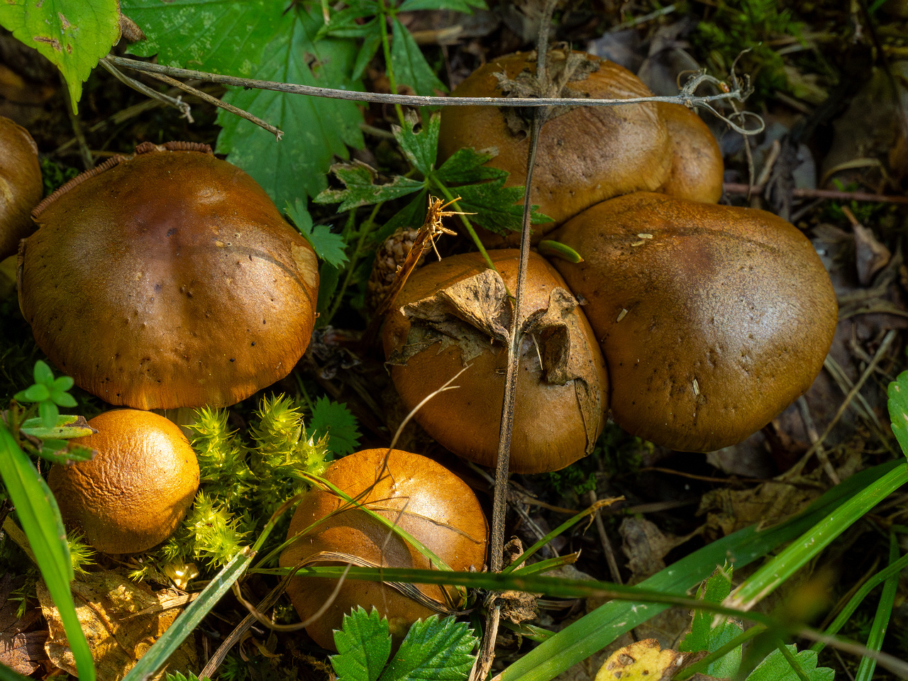 cortinarius-infractus_2-3