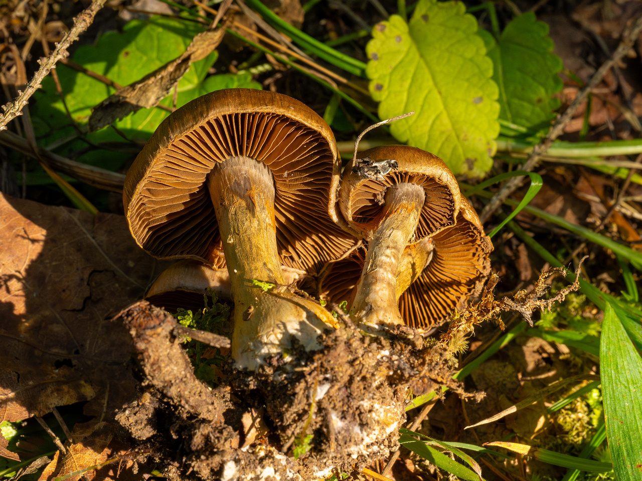 cortinarius-infractus_2-5