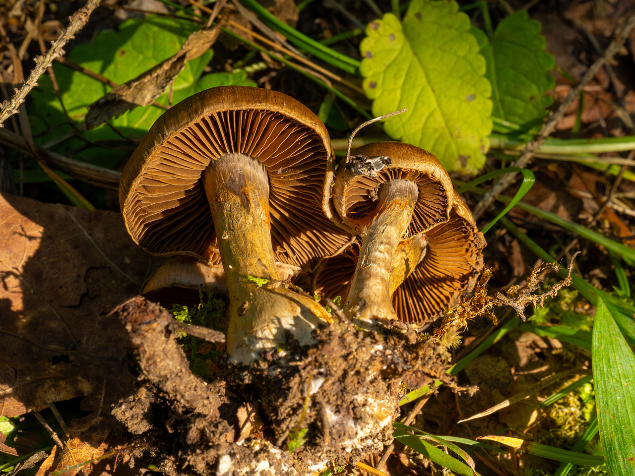 cortinarius-infractus_2-6