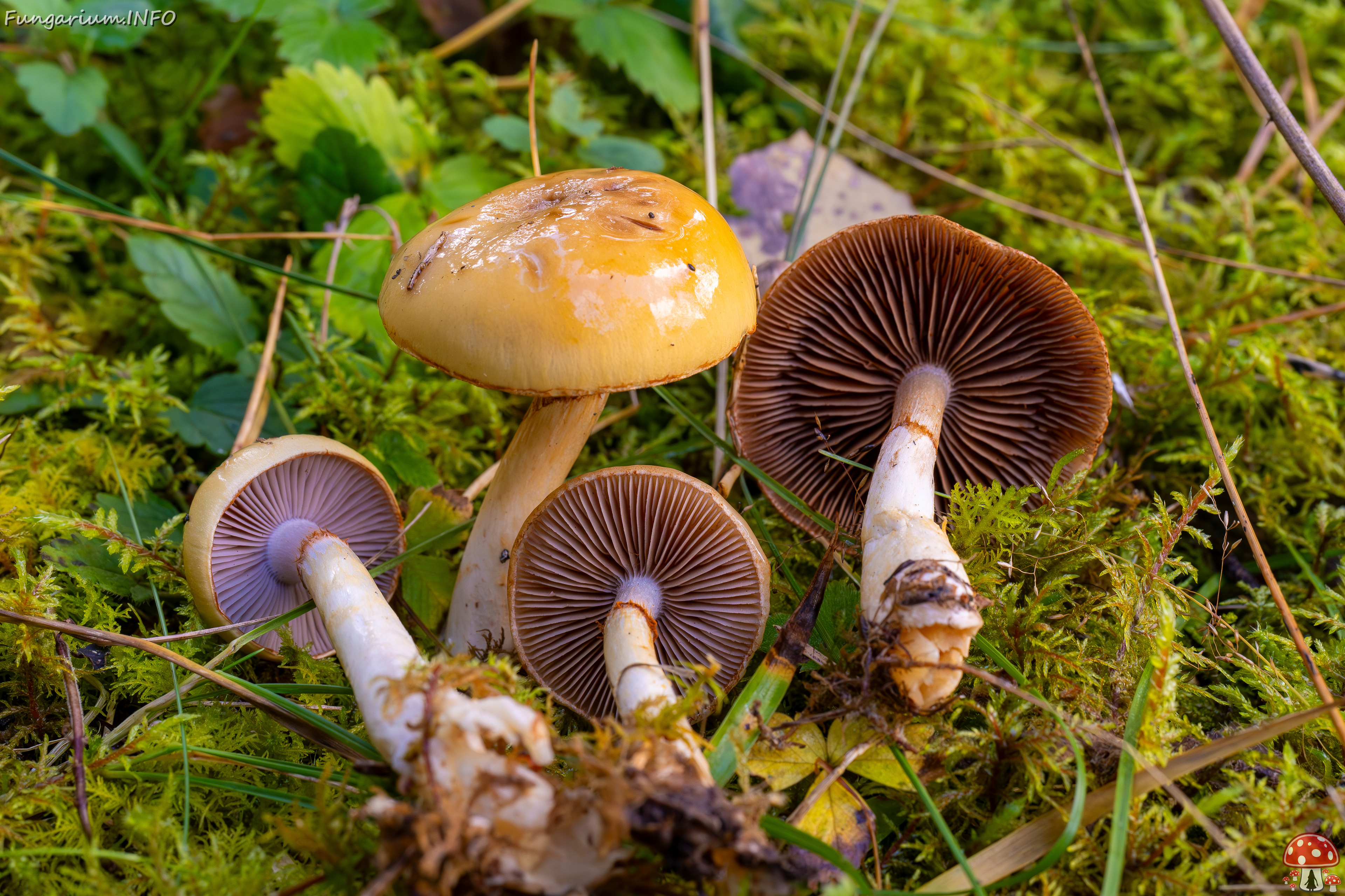 !cortinarius-delibutus_2024-10-12_1-9 