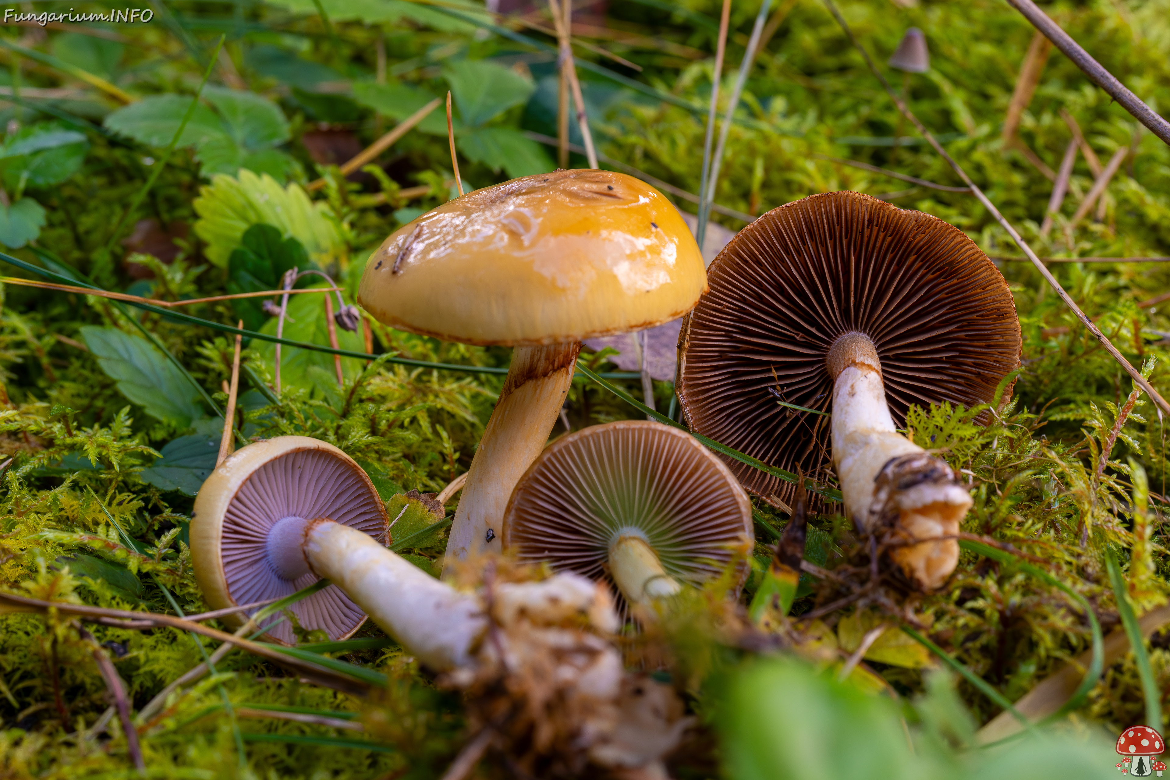 cortinarius-delibutus_2024-10-12_1-11 