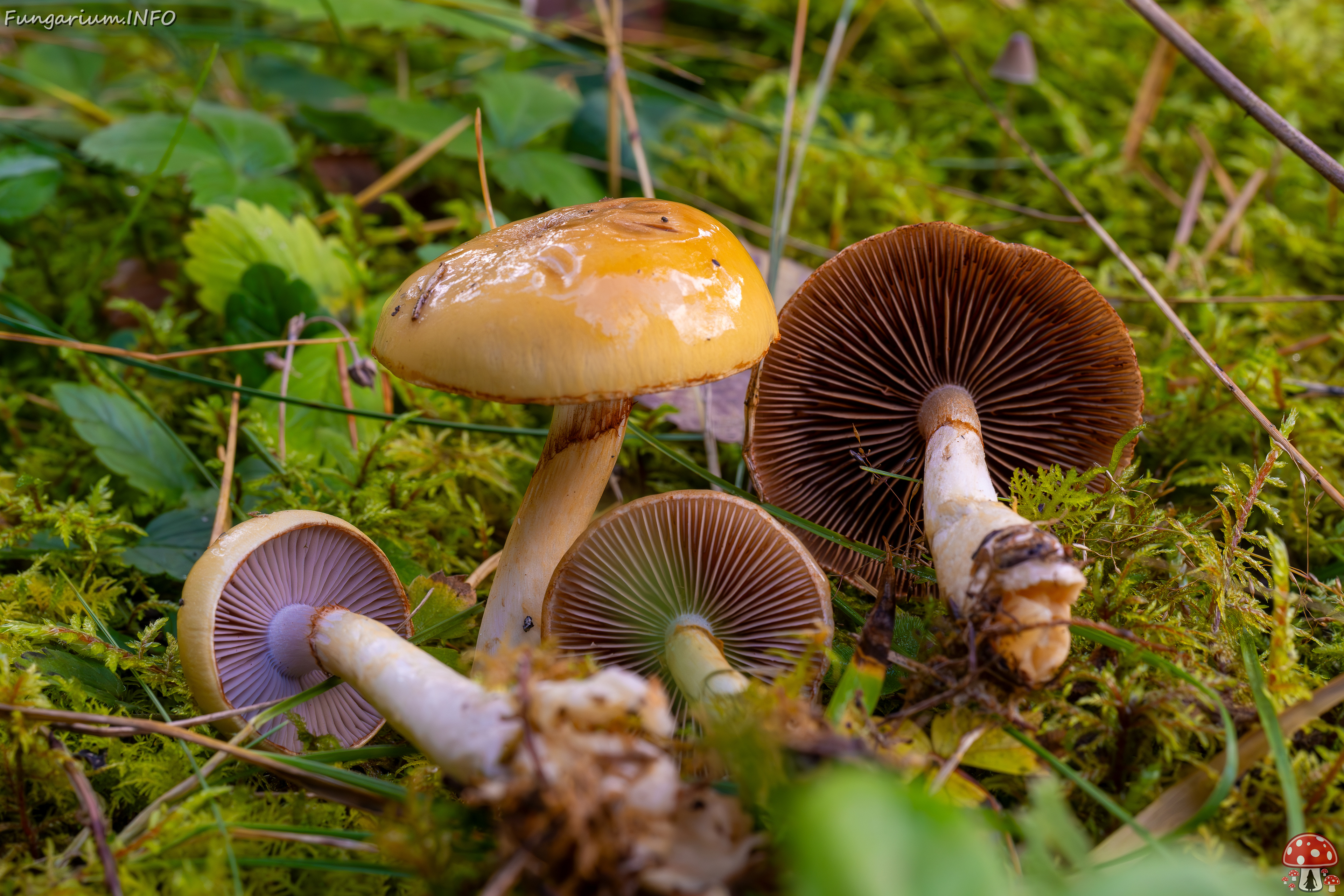 cortinarius-delibutus_2024-10-12_1-12 