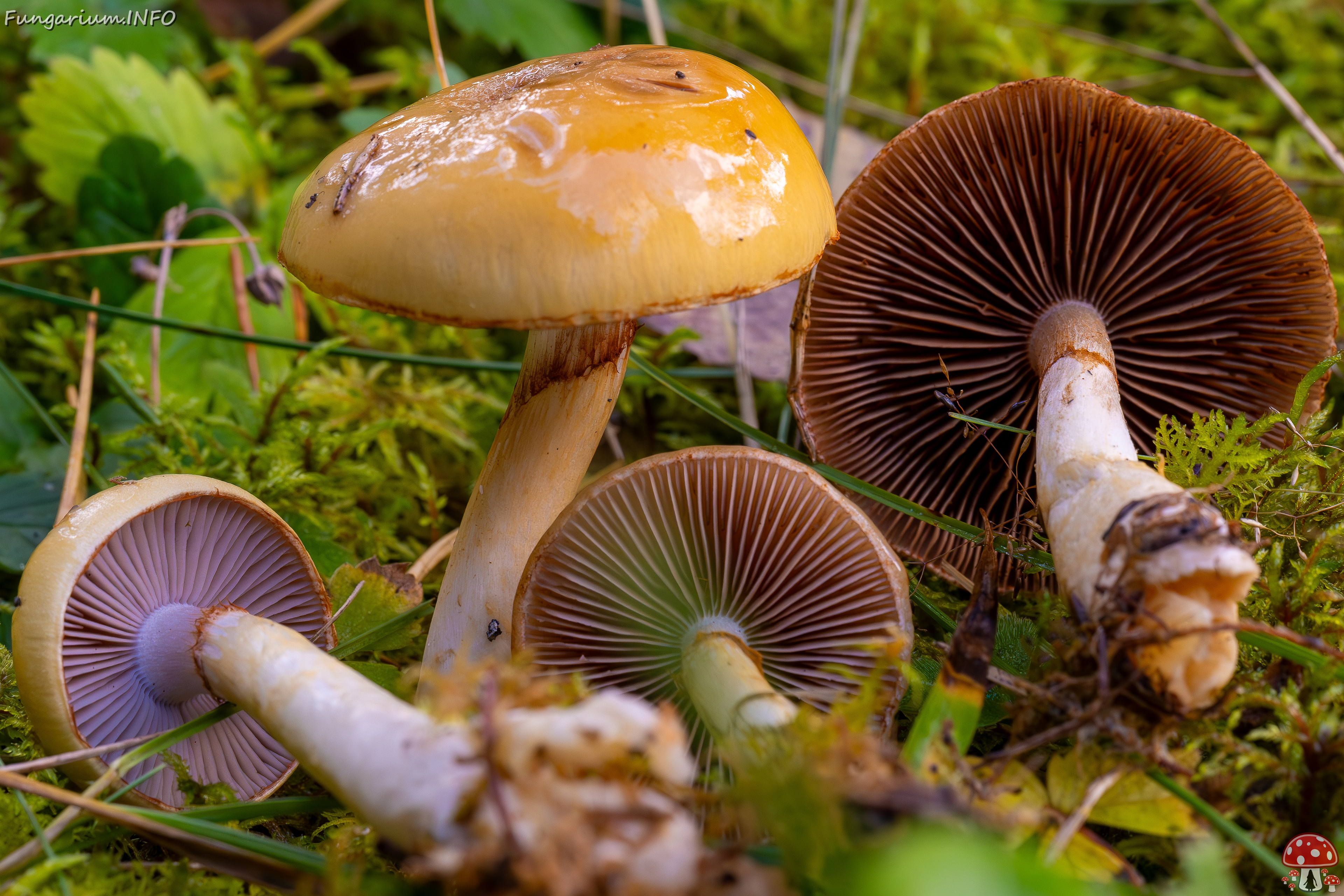 cortinarius-delibutus_2024-10-12_1-13 