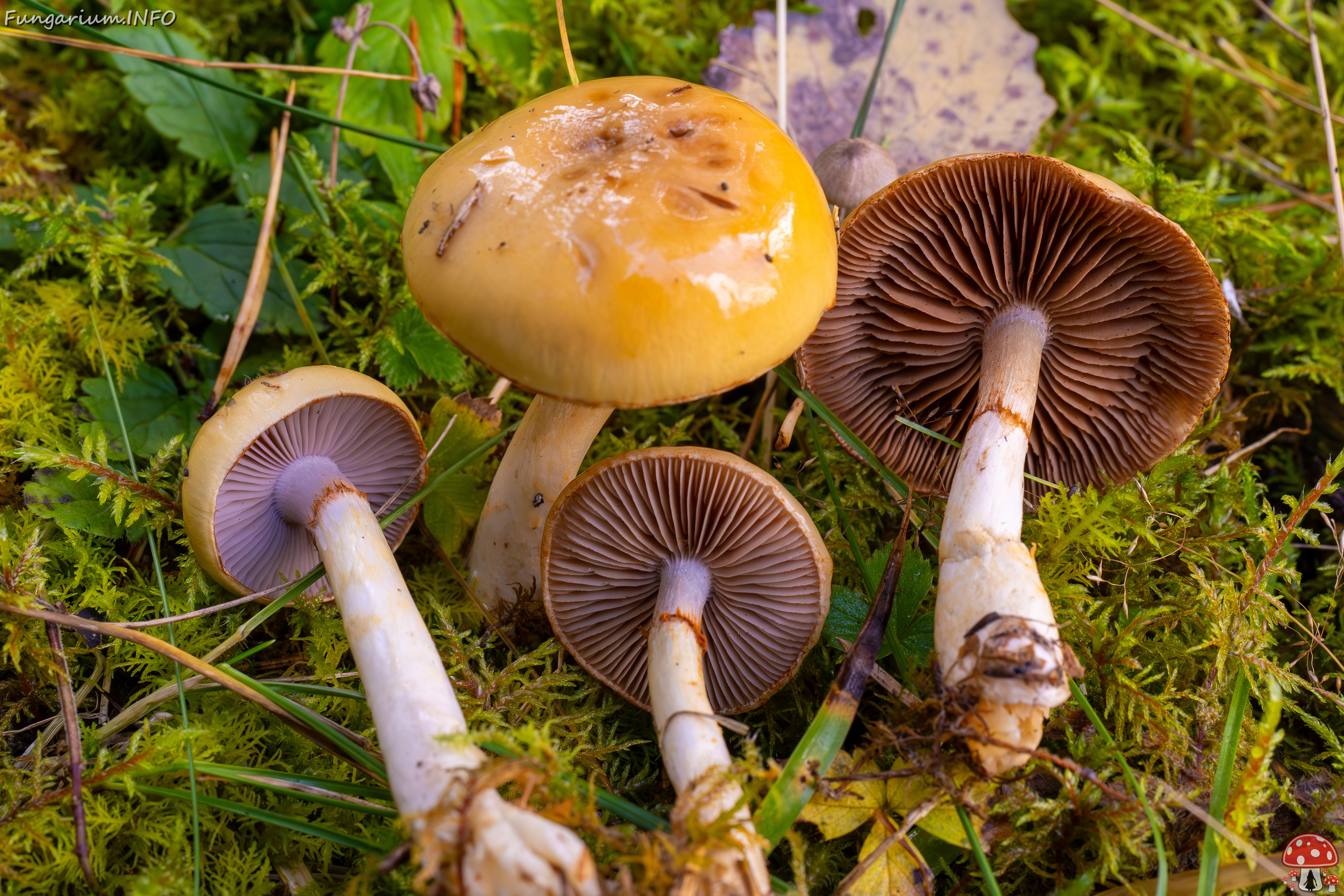 cortinarius-delibutus_2024-10-12_1-14 