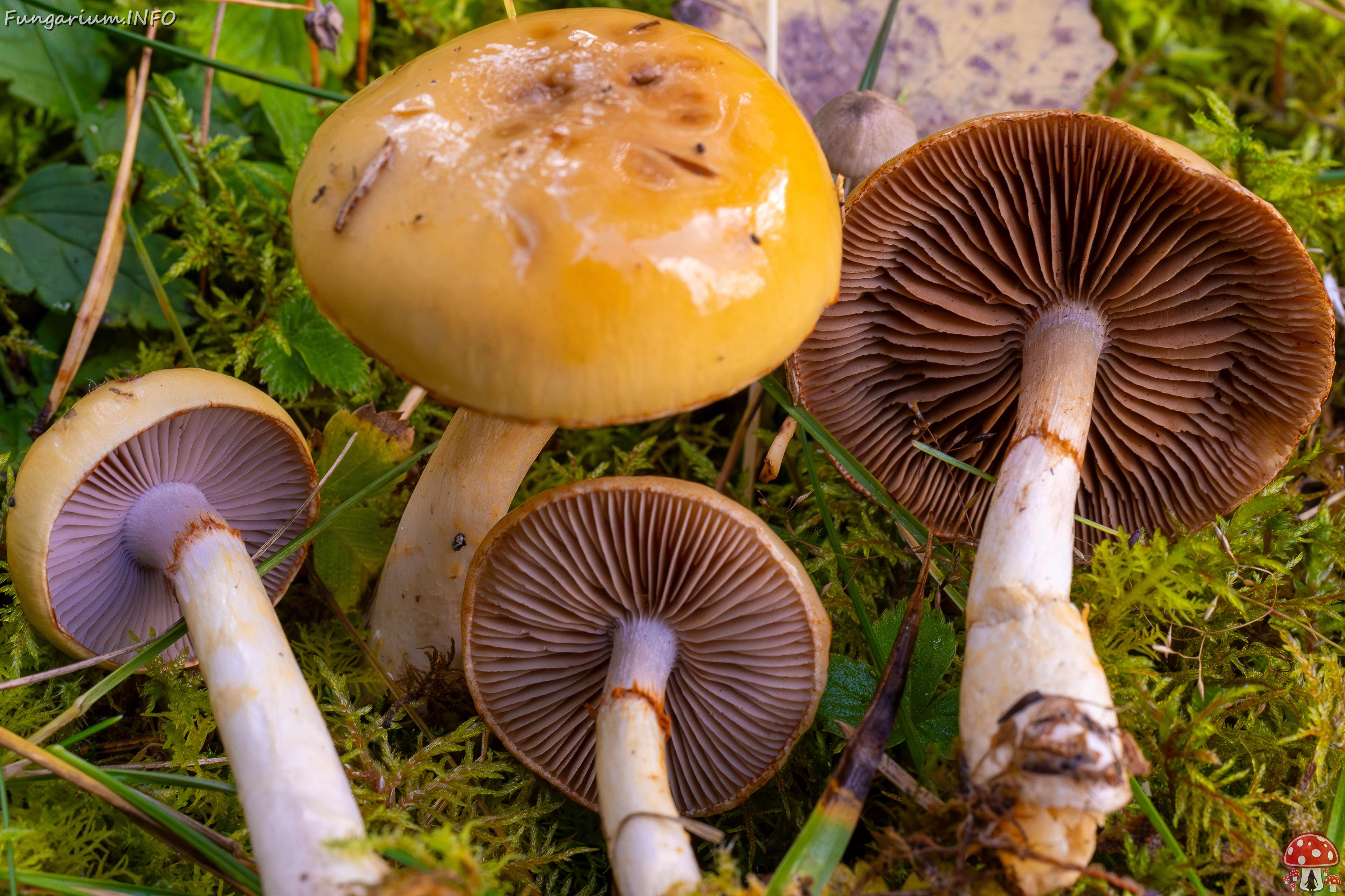 cortinarius-delibutus_2024-10-12_1-15 