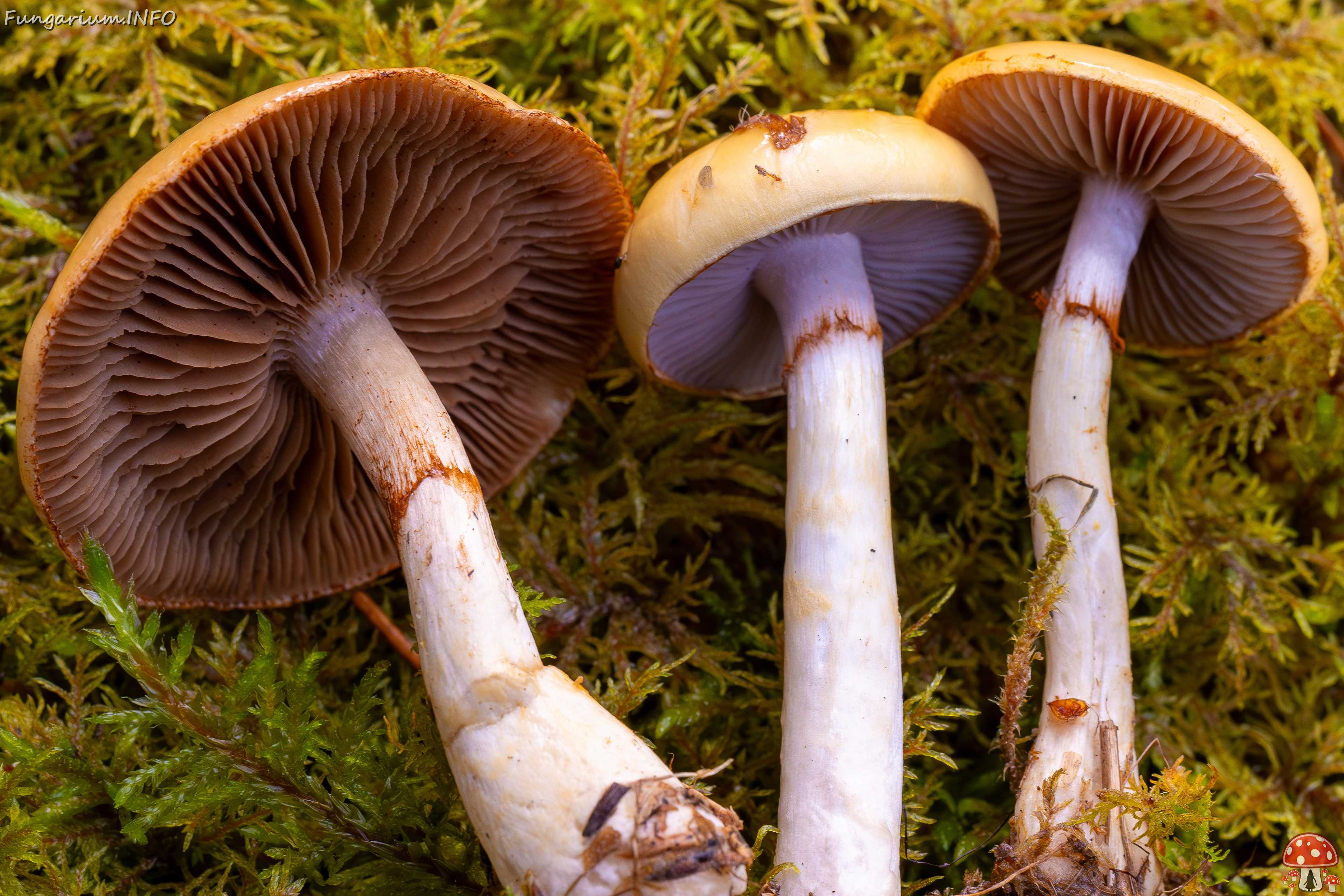 cortinarius-delibutus_2024-10-12_1-16 