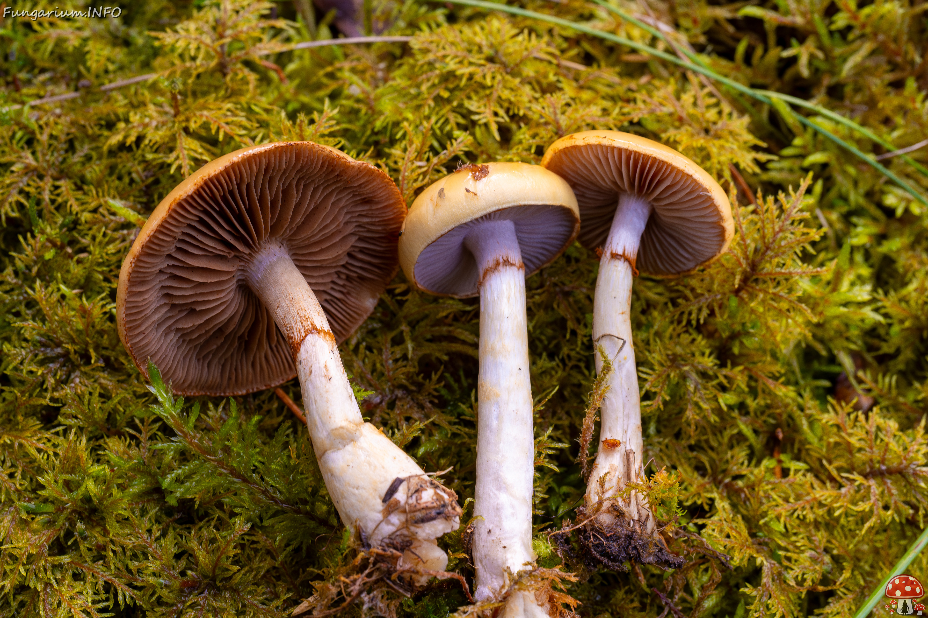 cortinarius-delibutus_2024-10-12_1-17 