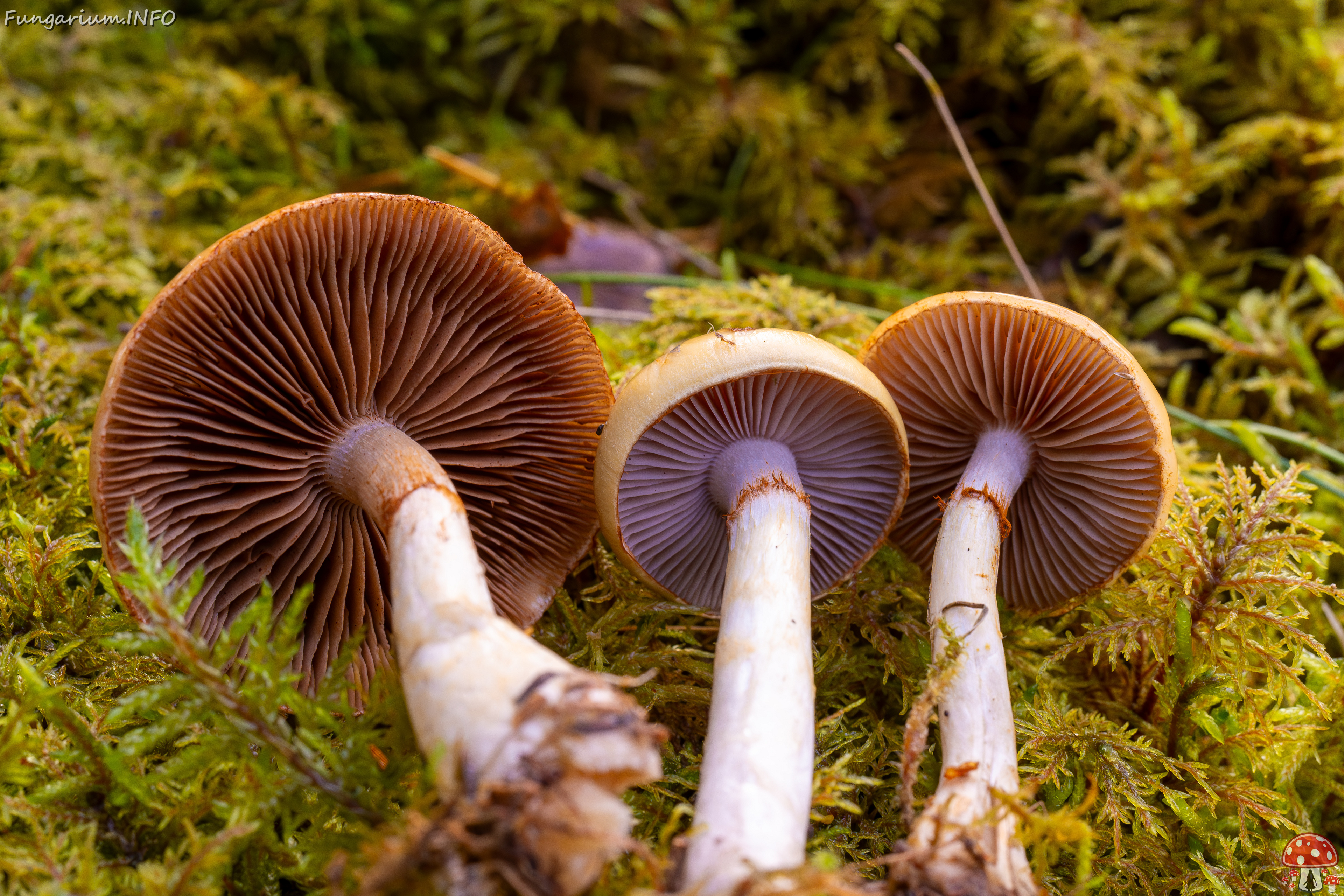 cortinarius-delibutus_2024-10-12_1-18 