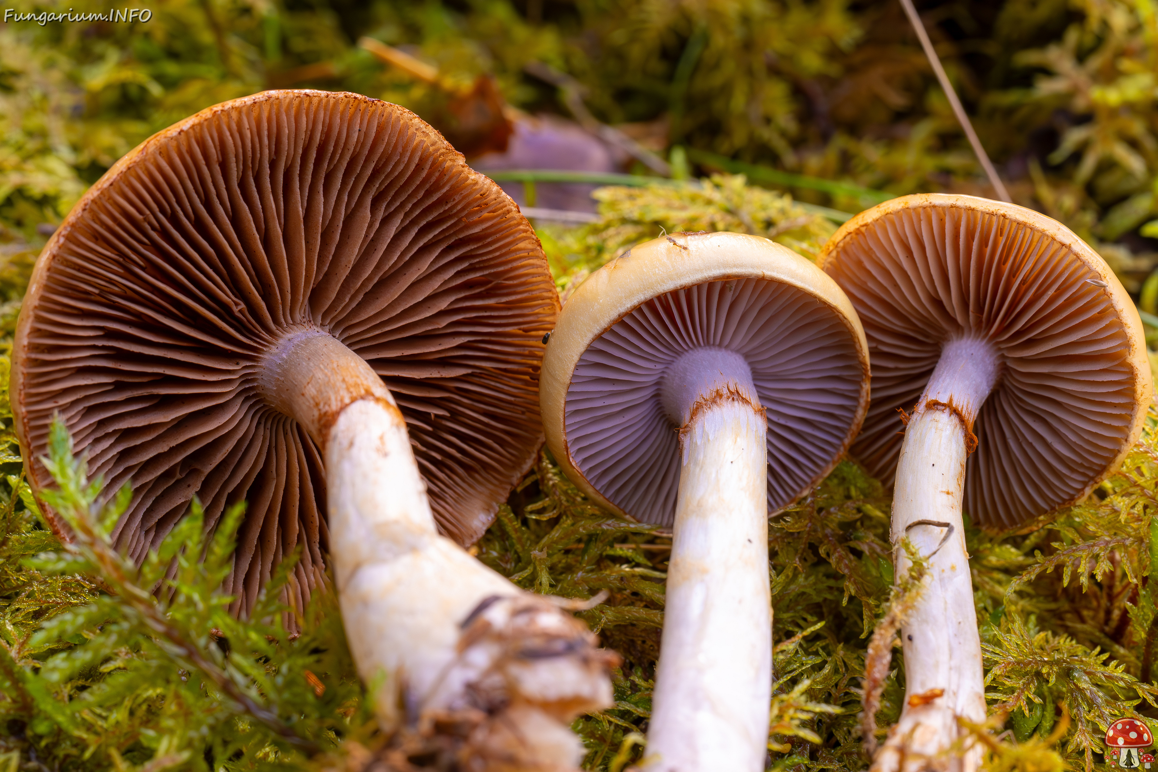 cortinarius-delibutus_2024-10-12_1-19 