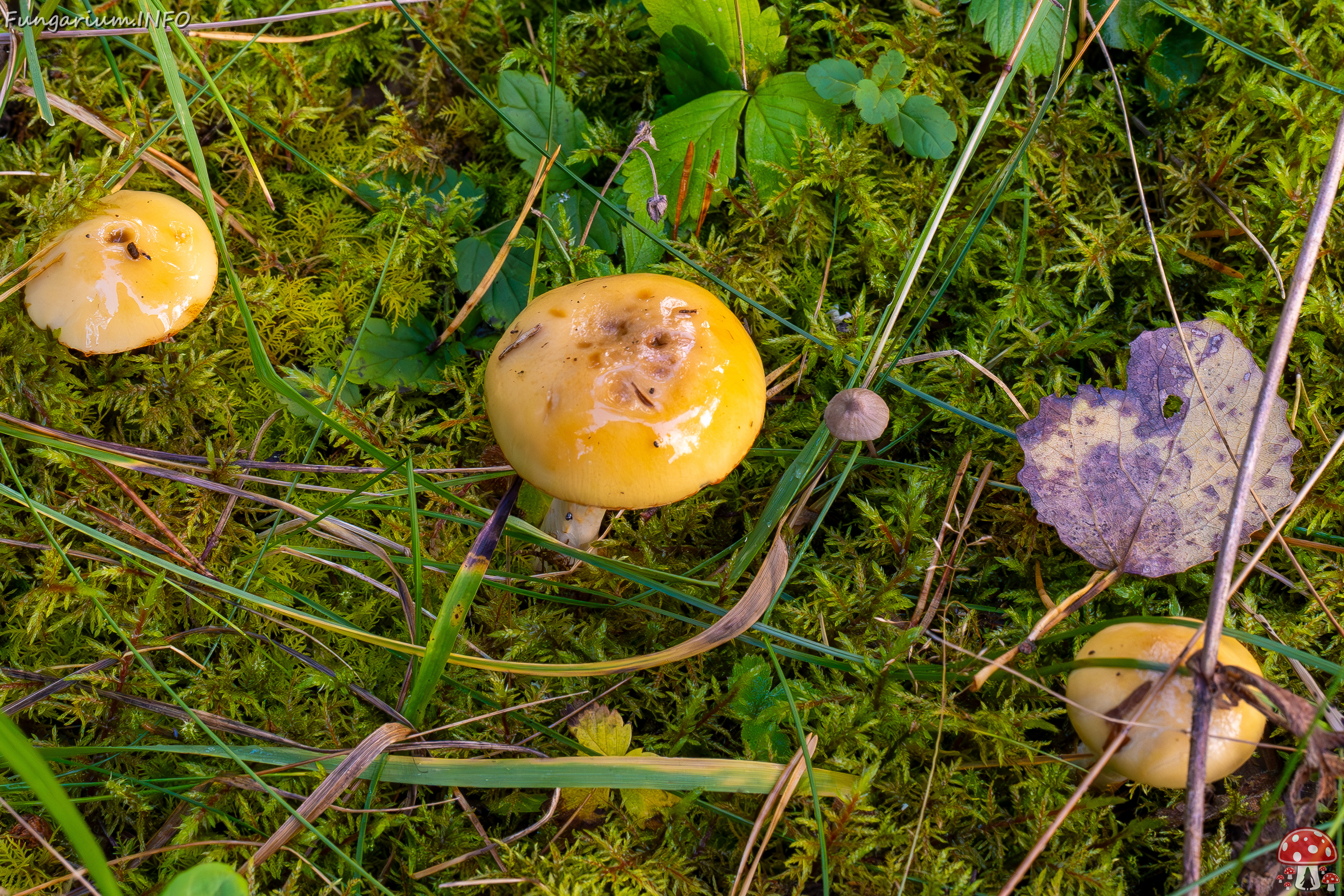 cortinarius-delibutus_2024-10-12_1-2 