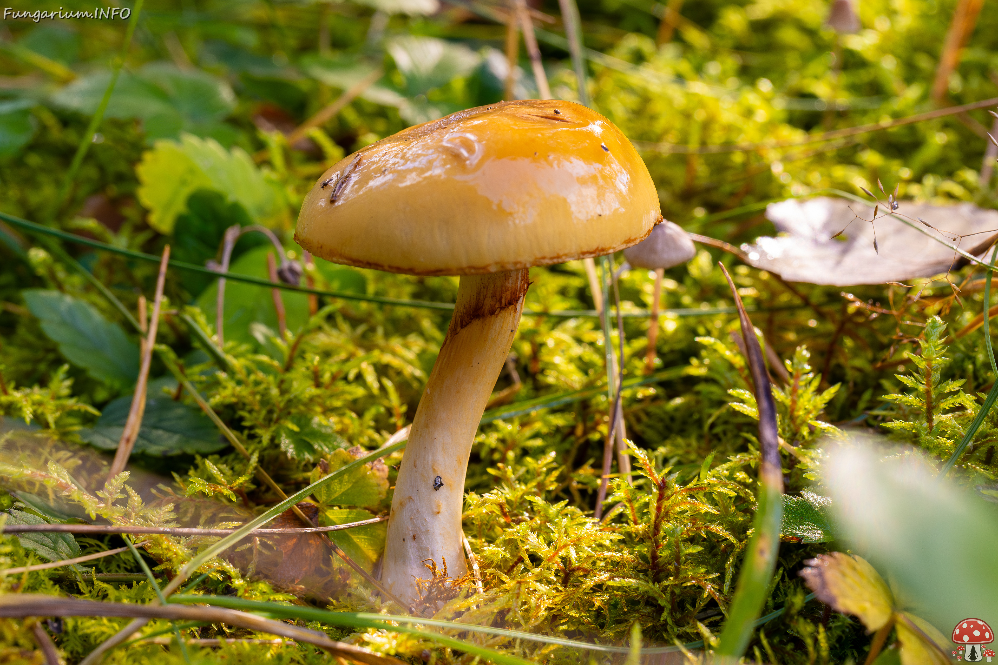 cortinarius-delibutus_2024-10-12_1-3 