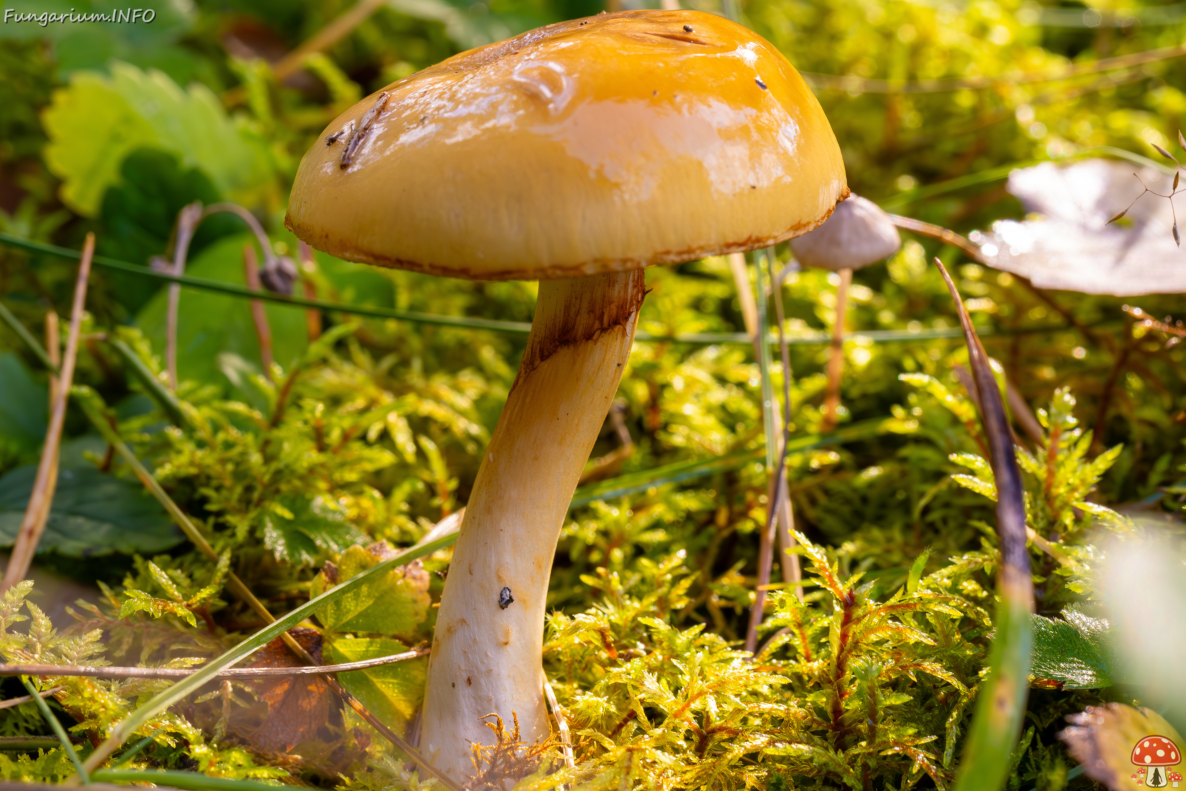 cortinarius-delibutus_2024-10-12_1-4 