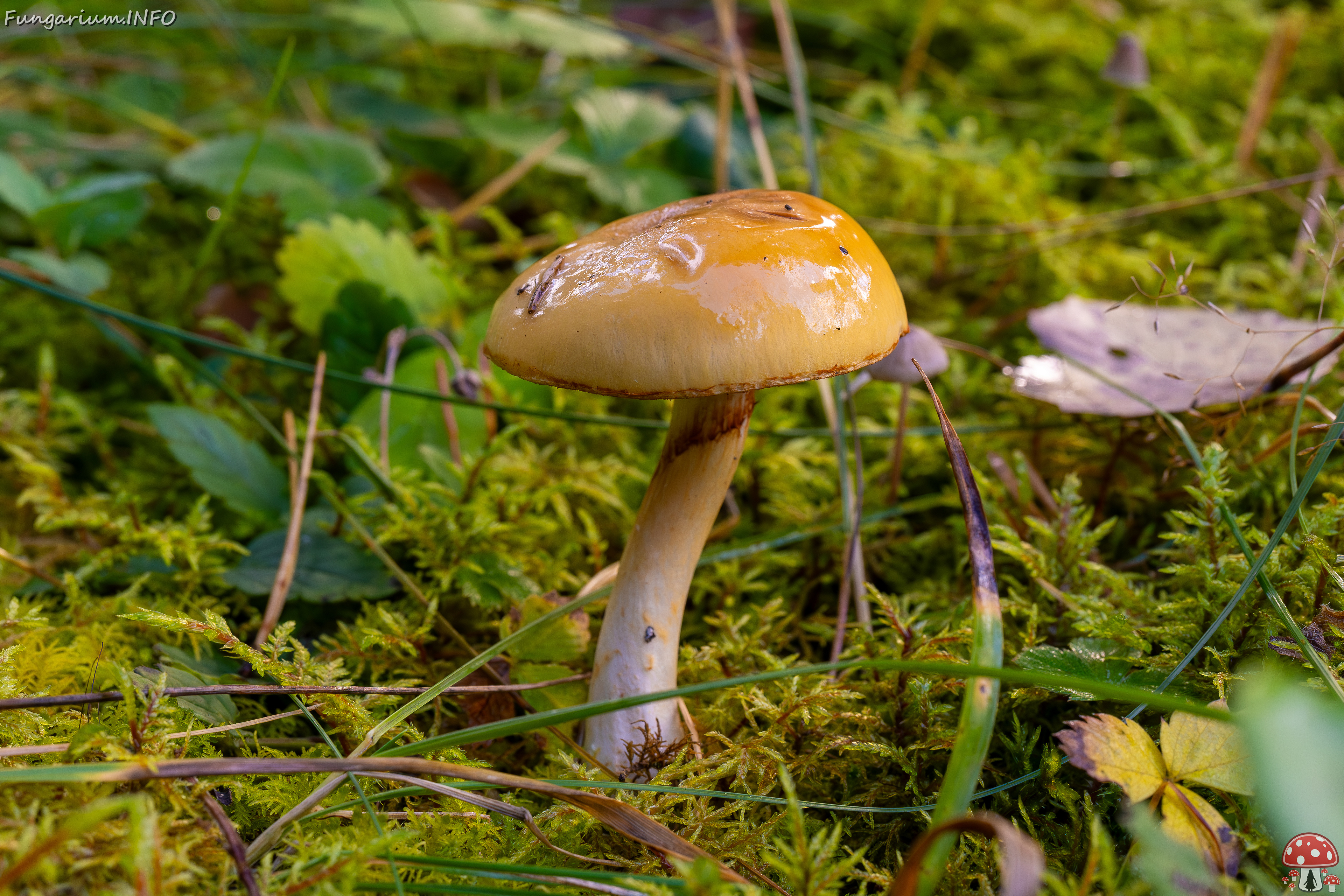 cortinarius-delibutus_2024-10-12_1-5 