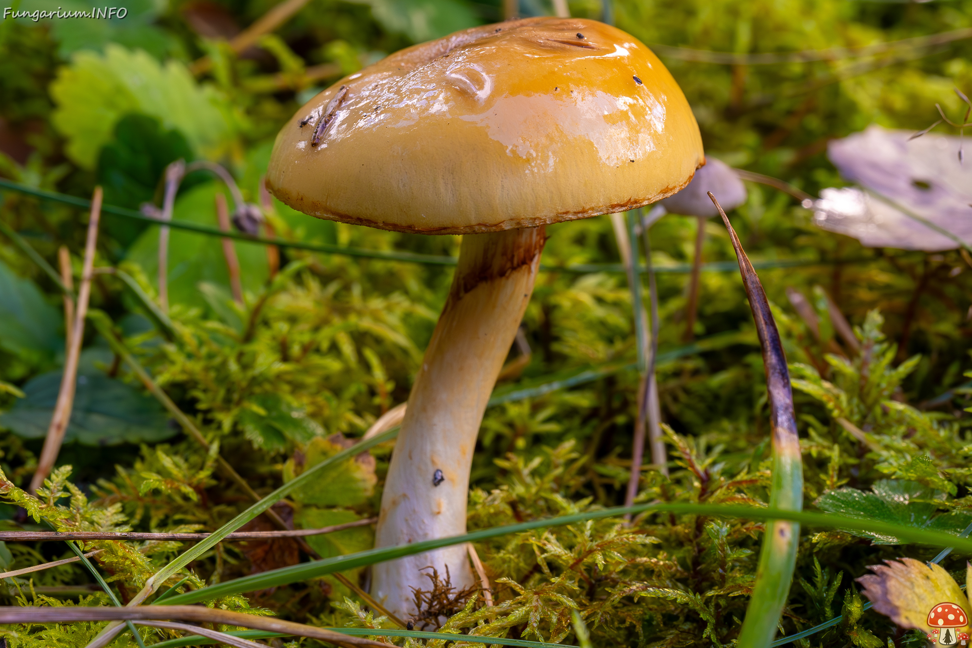 cortinarius-delibutus_2024-10-12_1-6 