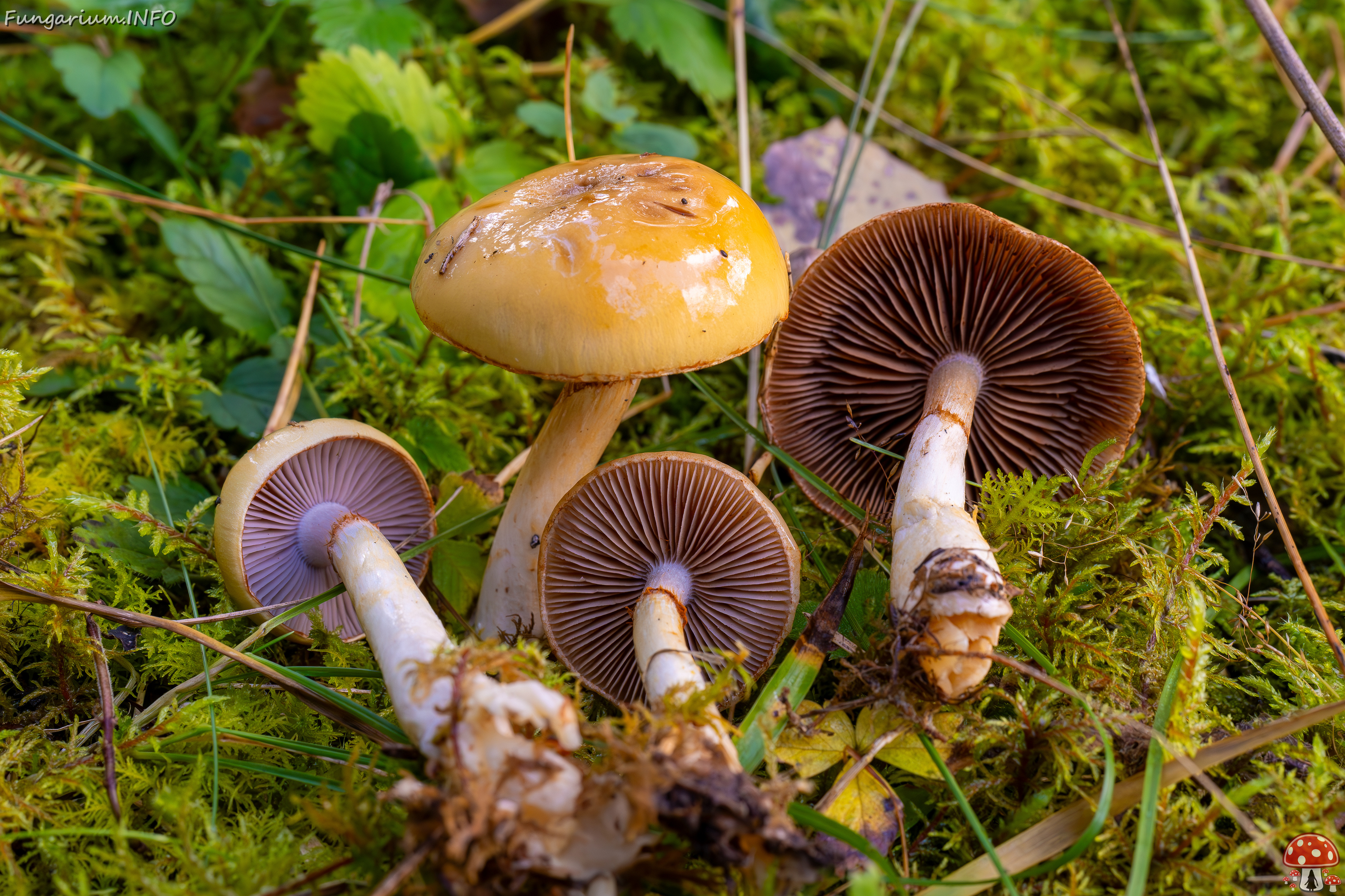 cortinarius-delibutus_2024-10-12_1-7 