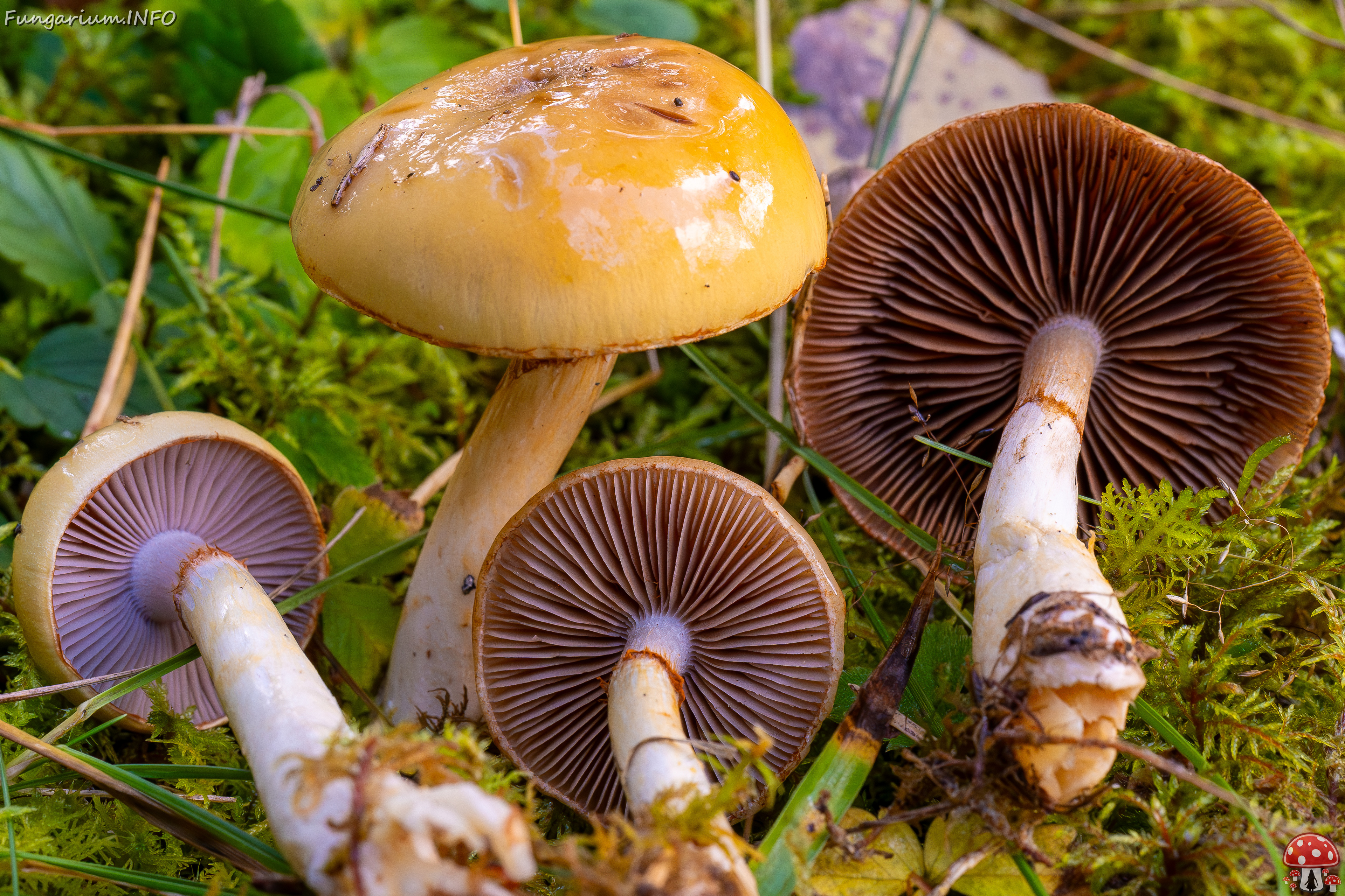 cortinarius-delibutus_2024-10-12_1-8 