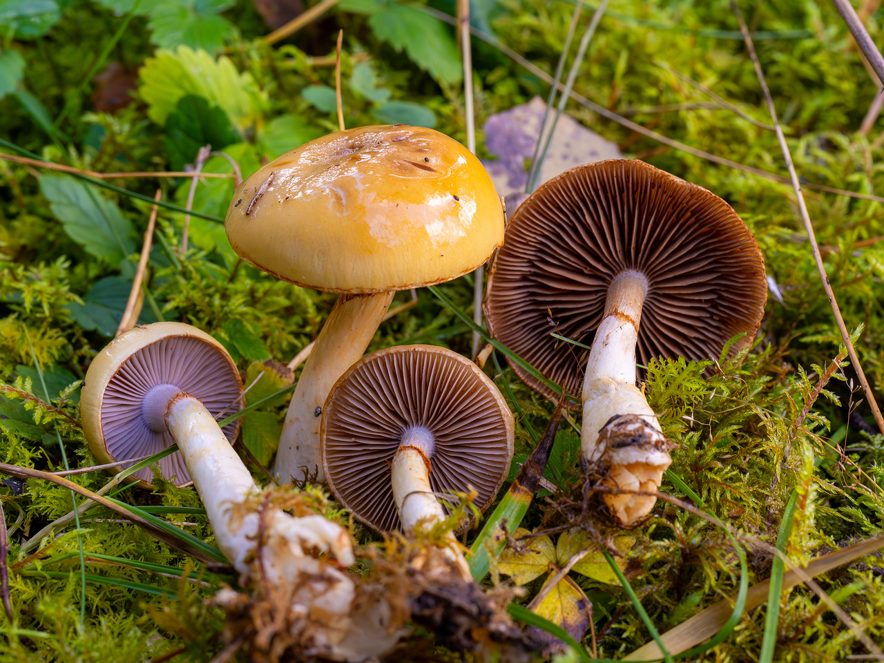 !cortinarius-delibutus_2024-10-12_1-9