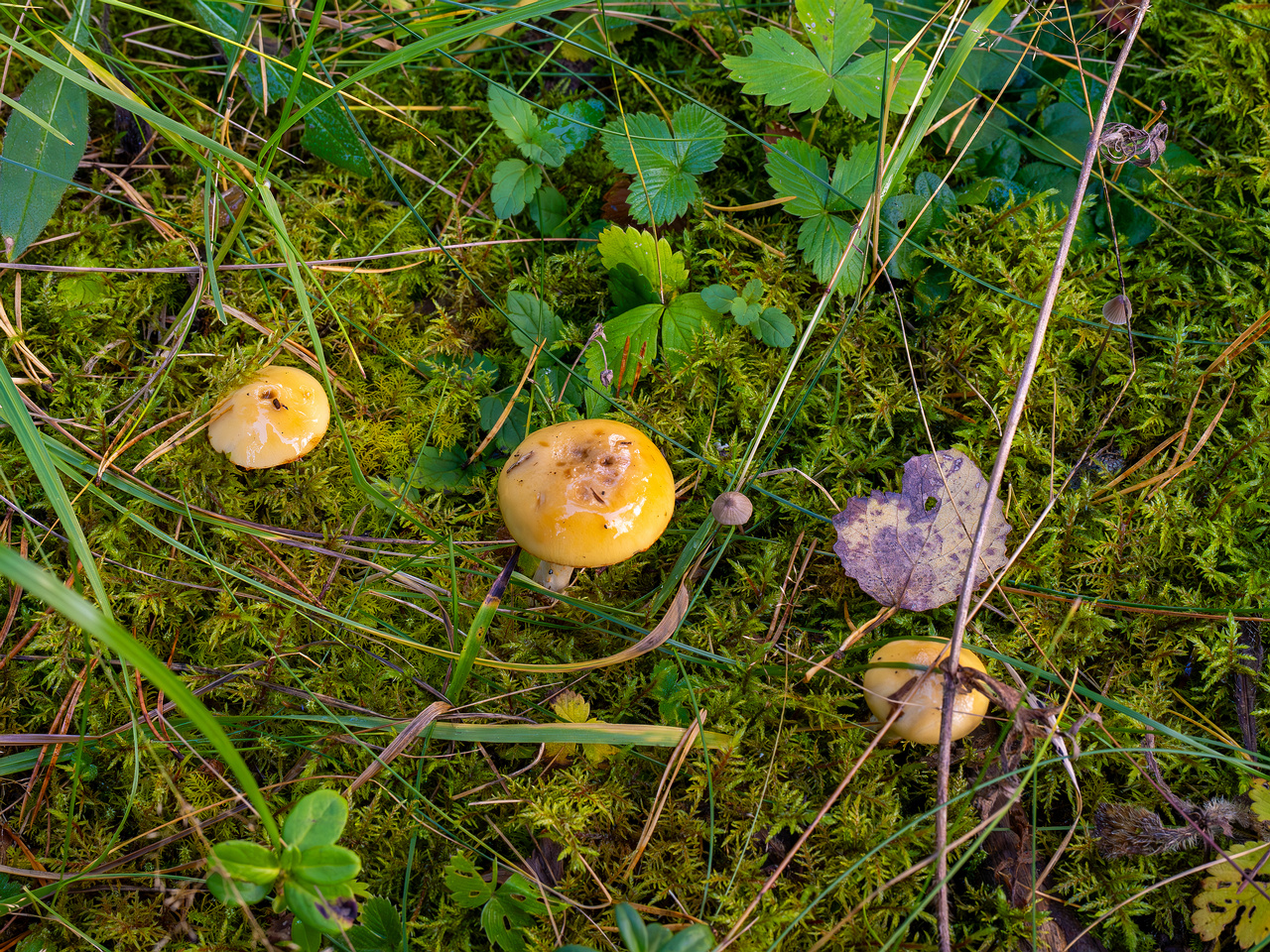 cortinarius-delibutus_2024-10-12_1-1