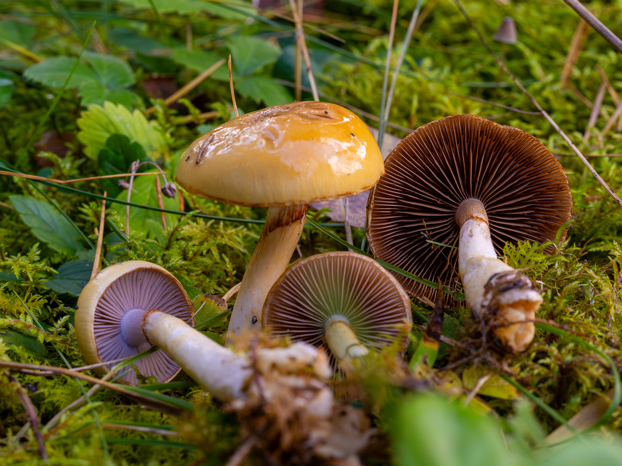 cortinarius-delibutus_2024-10-12_1-11