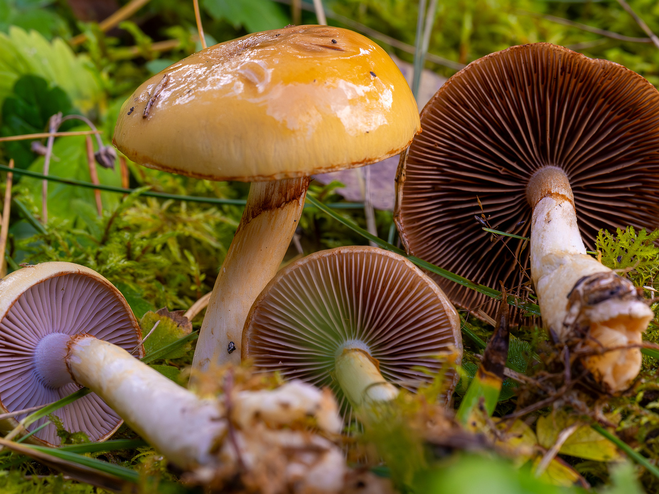 cortinarius-delibutus_2024-10-12_1-13