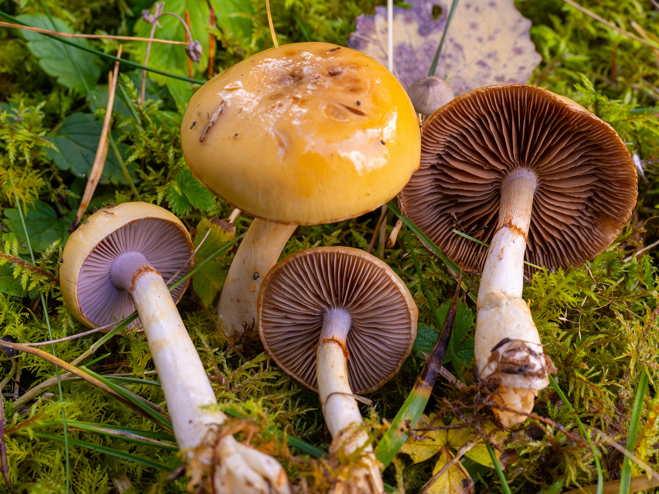 cortinarius-delibutus_2024-10-12_1-14