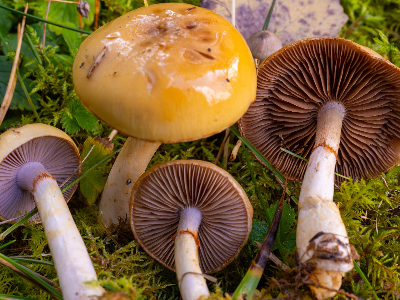 cortinarius-delibutus_2024-10-12_1-15