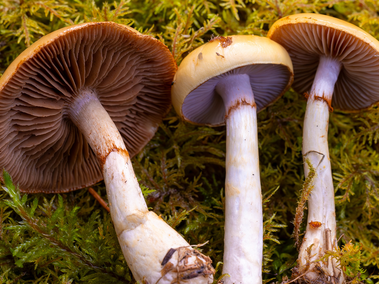 cortinarius-delibutus_2024-10-12_1-16