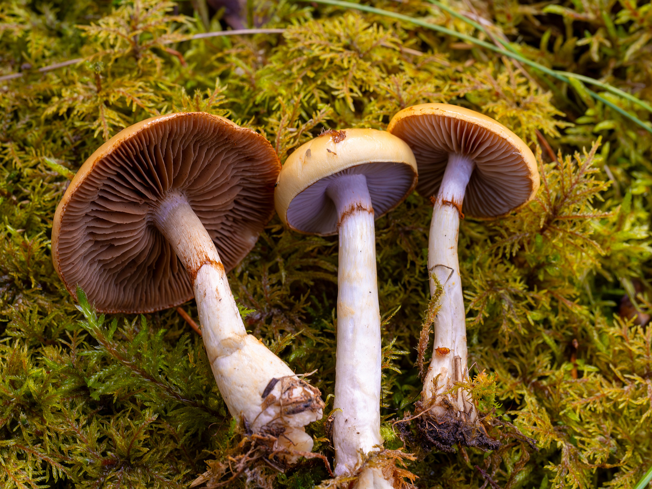 cortinarius-delibutus_2024-10-12_1-17