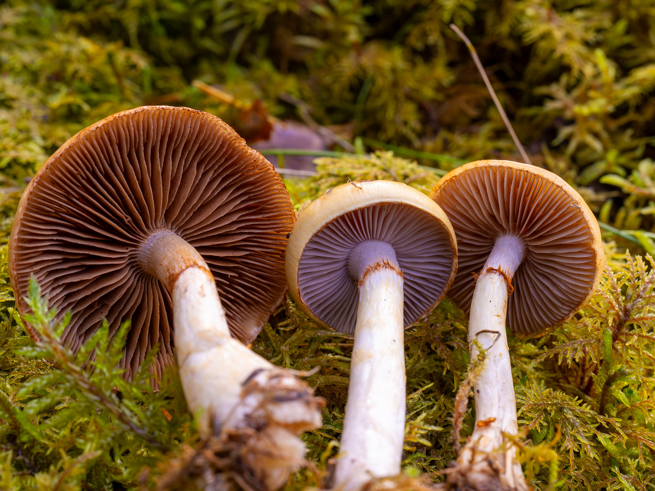 cortinarius-delibutus_2024-10-12_1-18