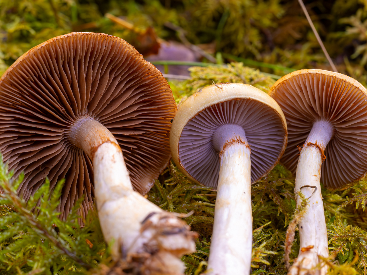 cortinarius-delibutus_2024-10-12_1-19