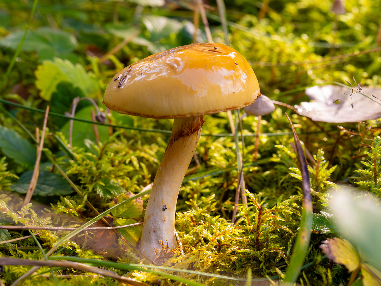 cortinarius-delibutus_2024-10-12_1-3