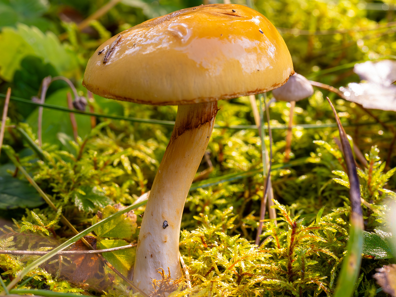 cortinarius-delibutus_2024-10-12_1-4