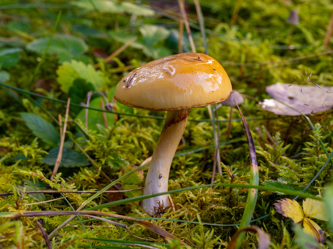 cortinarius-delibutus_2024-10-12_1-5