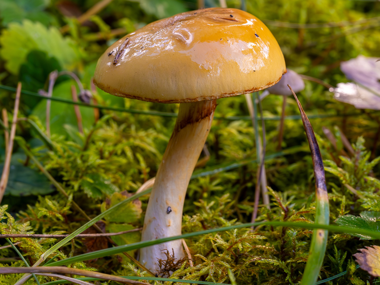 cortinarius-delibutus_2024-10-12_1-6