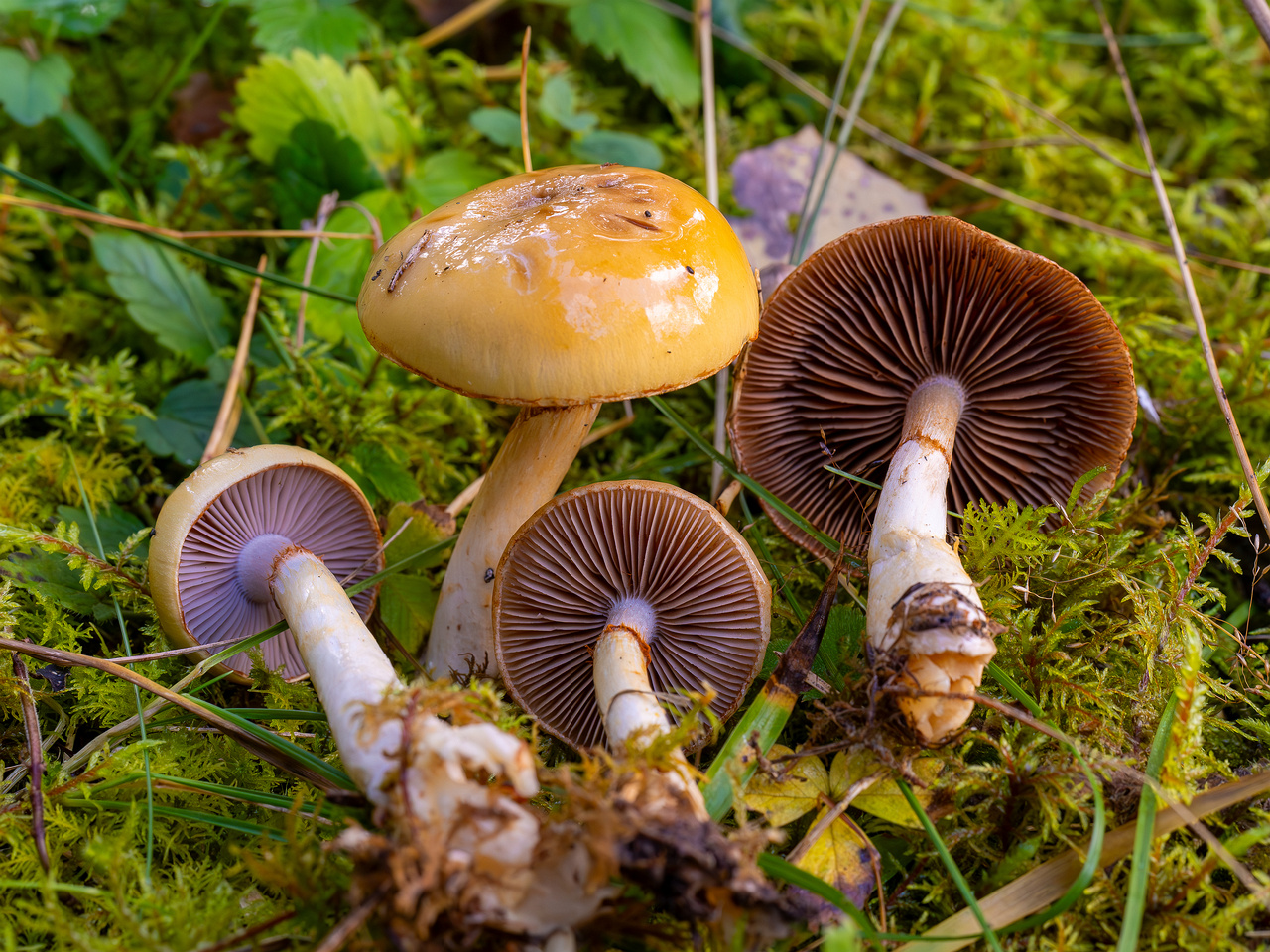 cortinarius-delibutus_2024-10-12_1-7