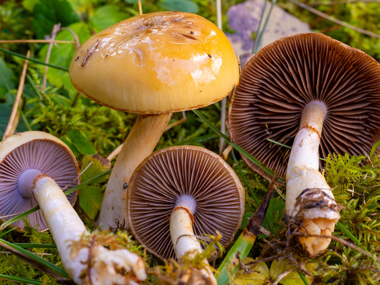 cortinarius-delibutus_2024-10-12_1-8