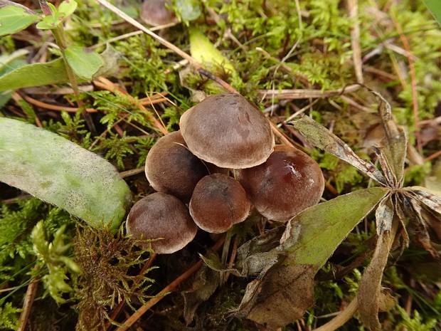 Cortinarius decipiens - Паутинник обманчивый - Fool's webcap - Falscher Netz-Ritterling